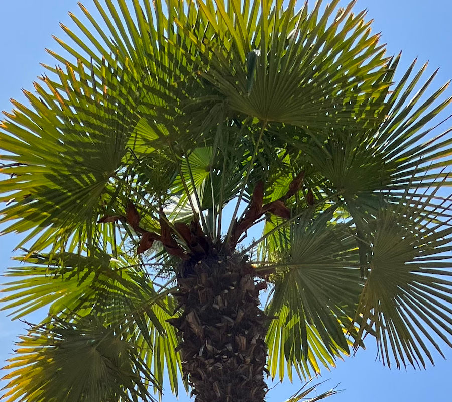 Windmill Palm