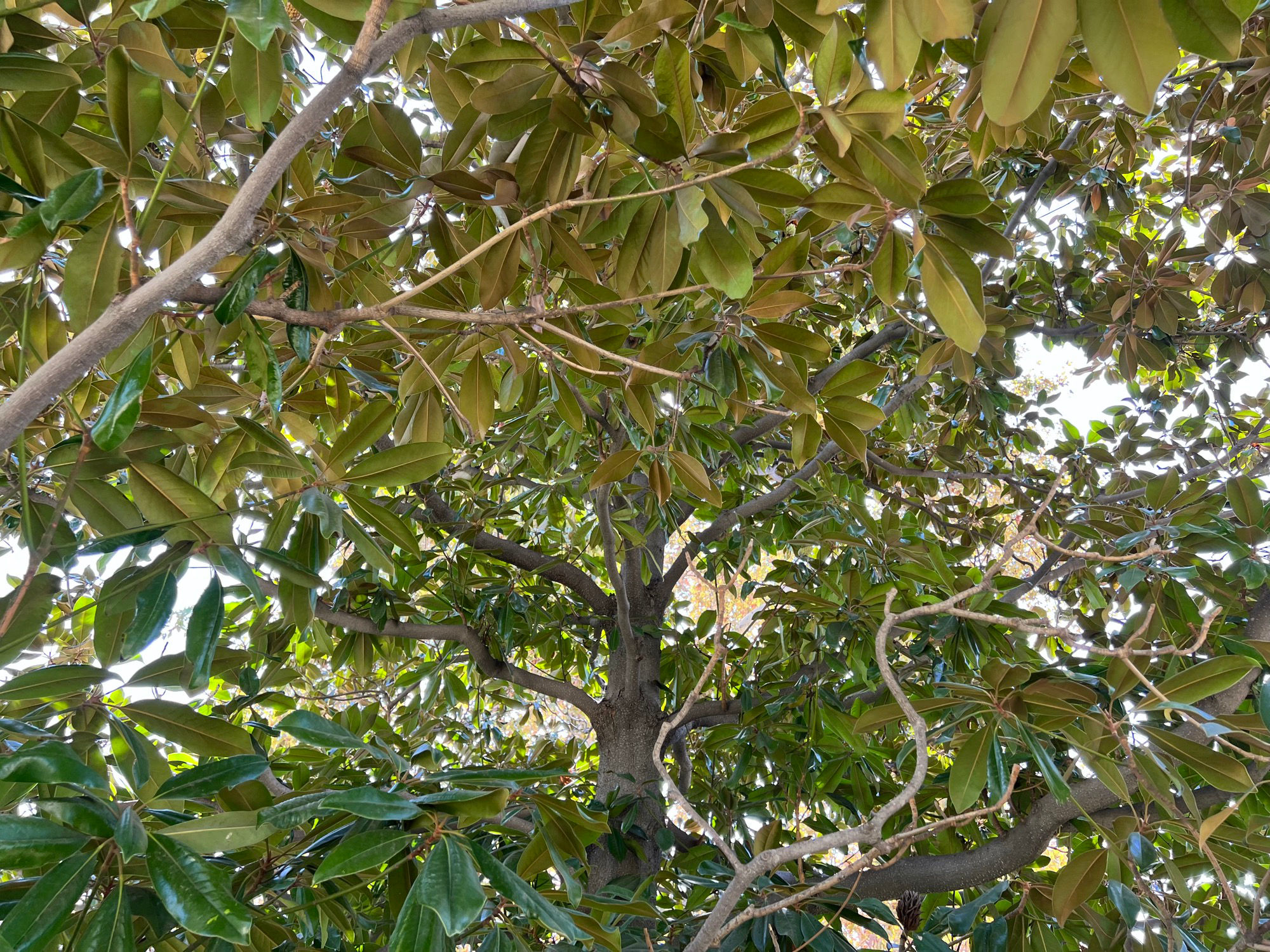 Andrew Jackson Magnolia Tree
