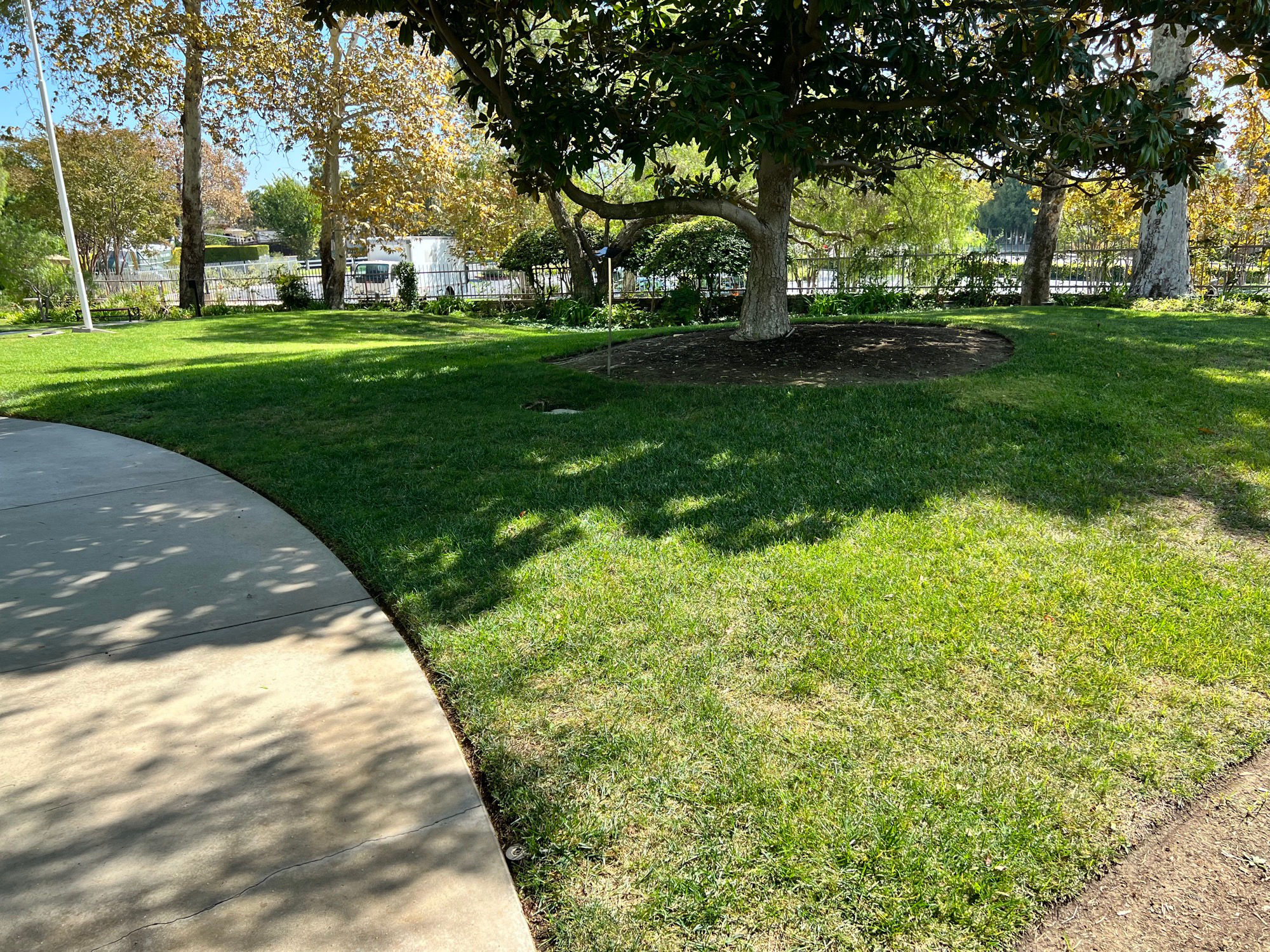 Andrew Jackson Magnolia Tree