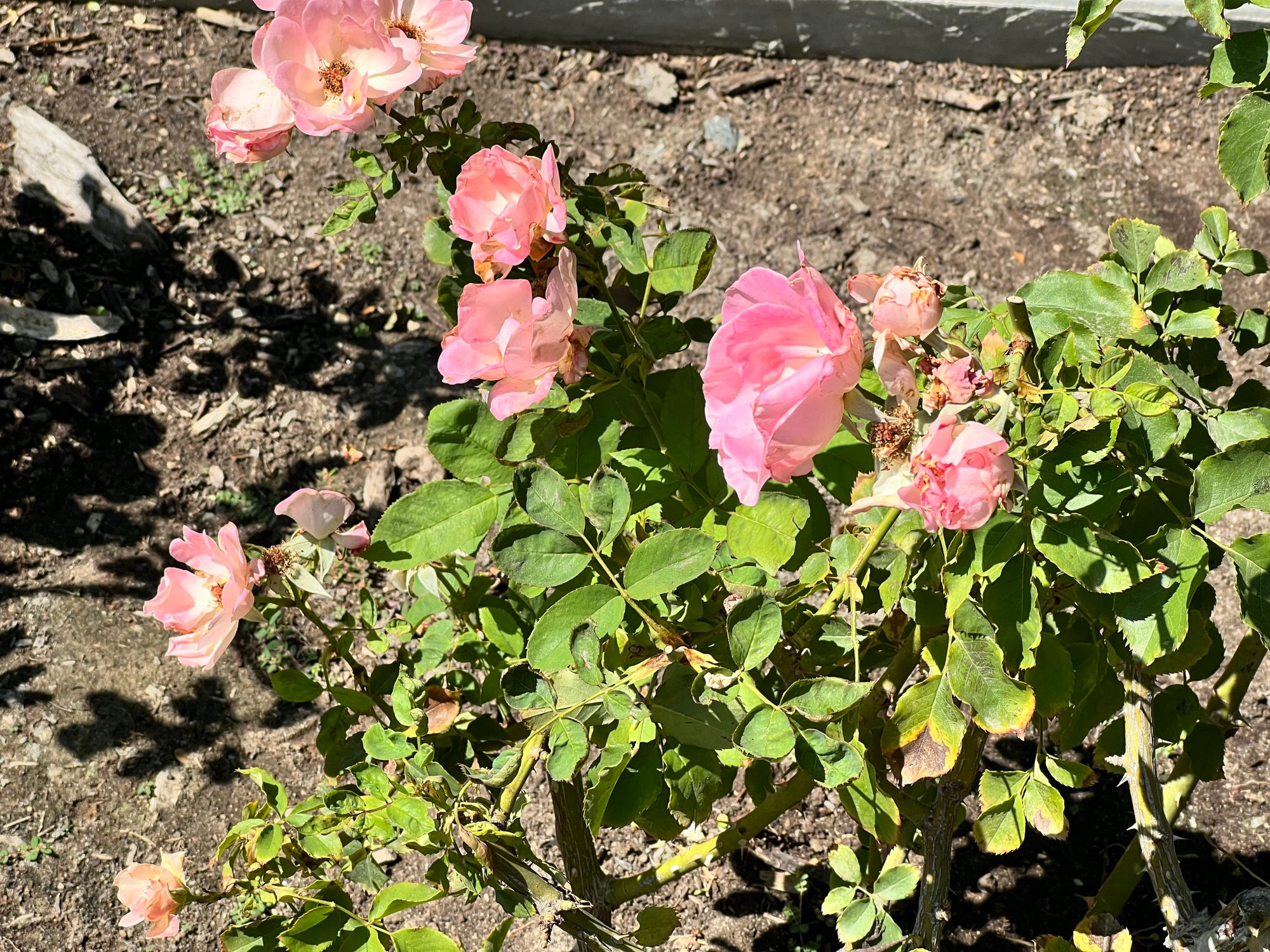 Floribunda First Kiss Rose