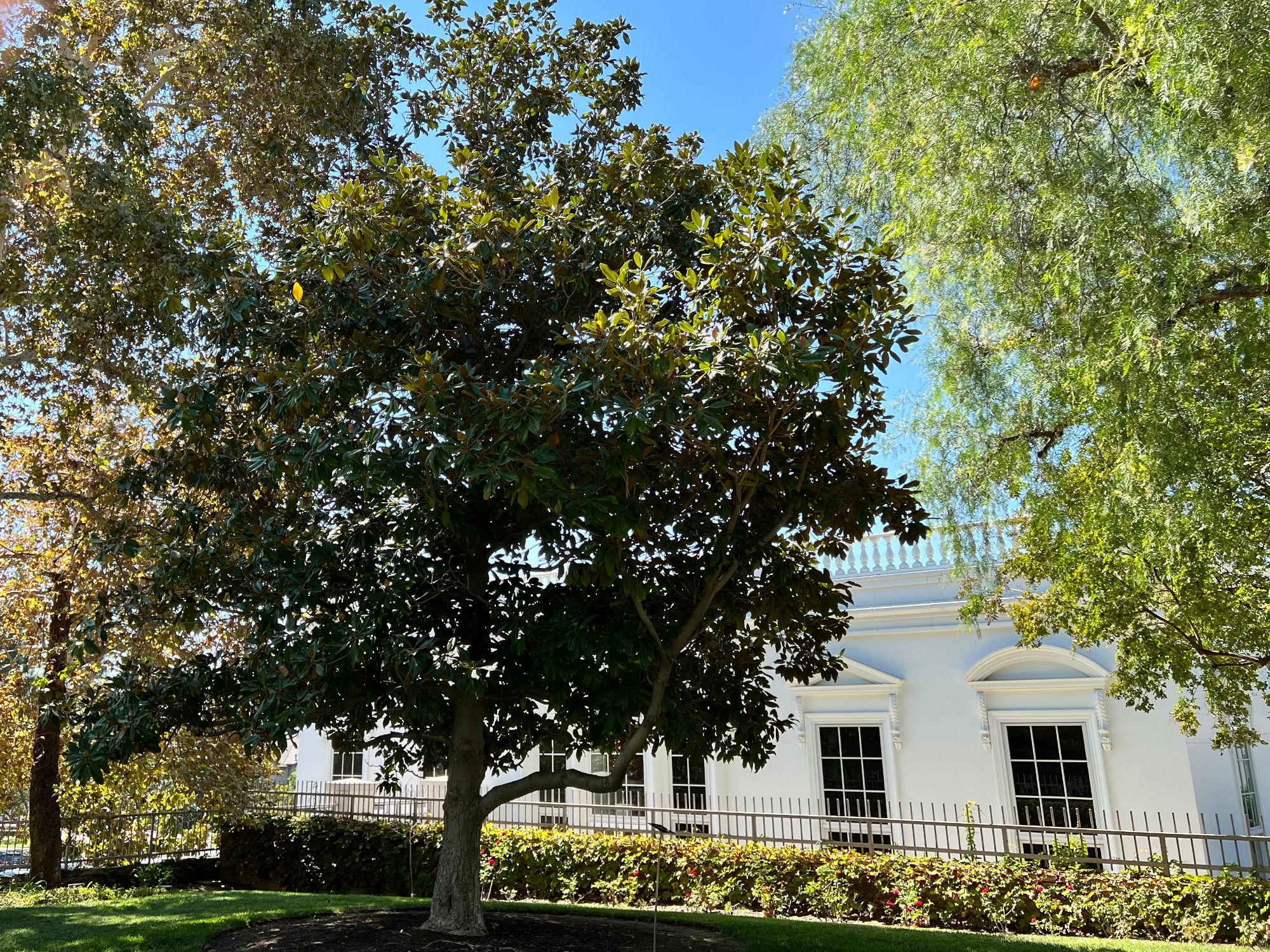 Andrew Jackson Magnolia Tree