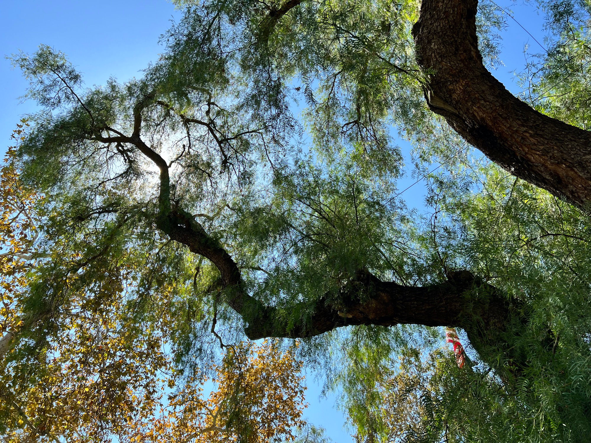 Nixon Birthplace Trees