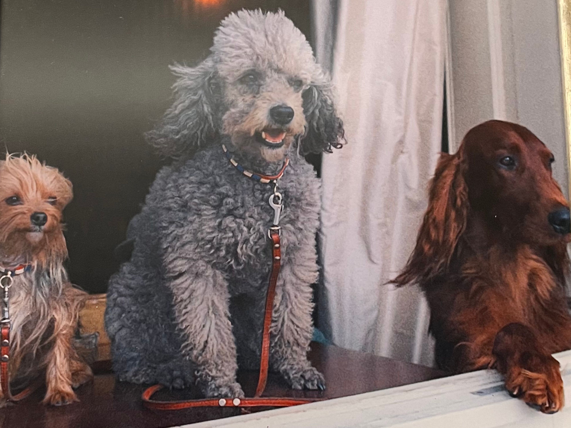 Nixon Pets of the White House