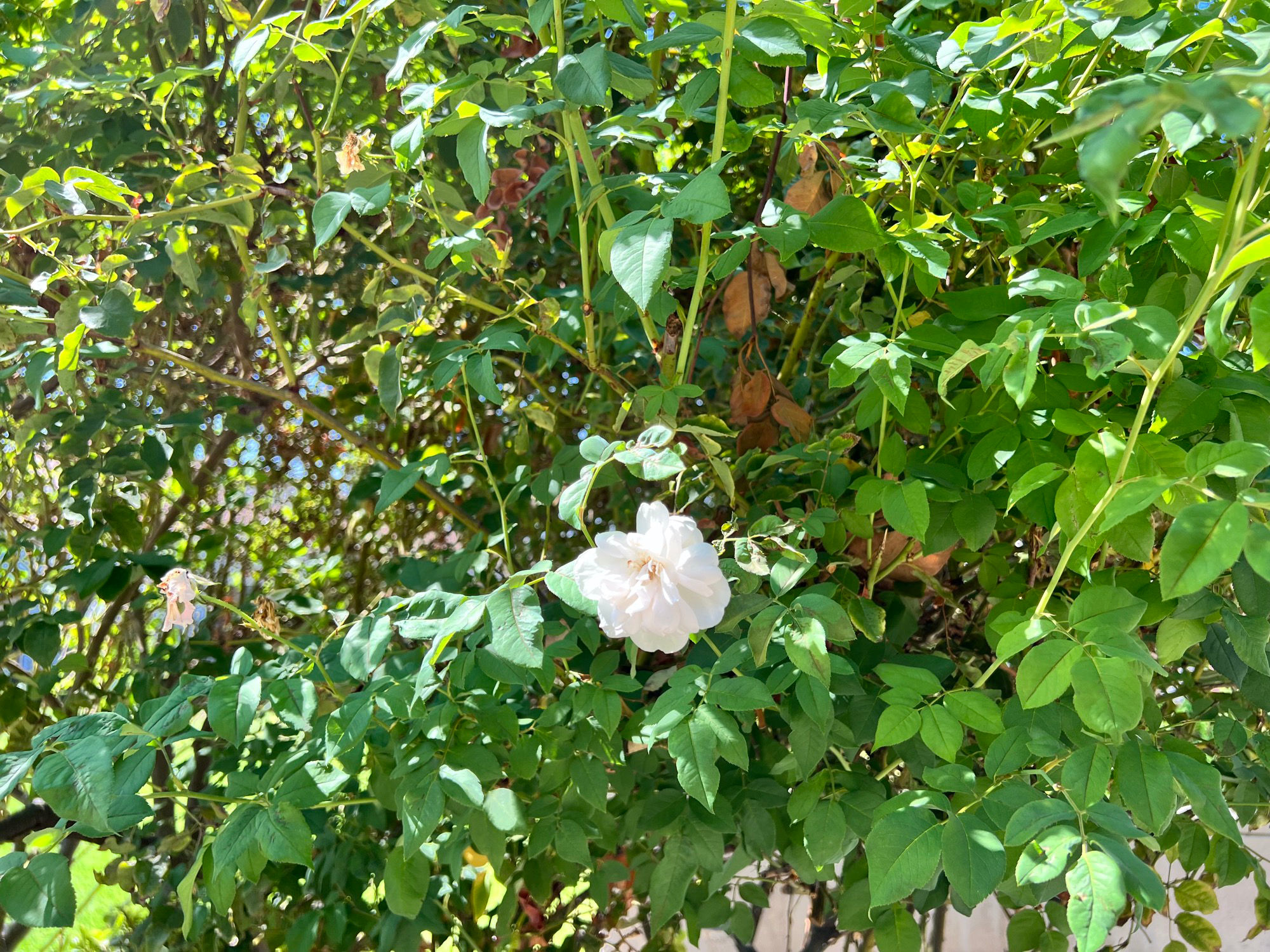 Noisette Rose Madame Alfred Carriere