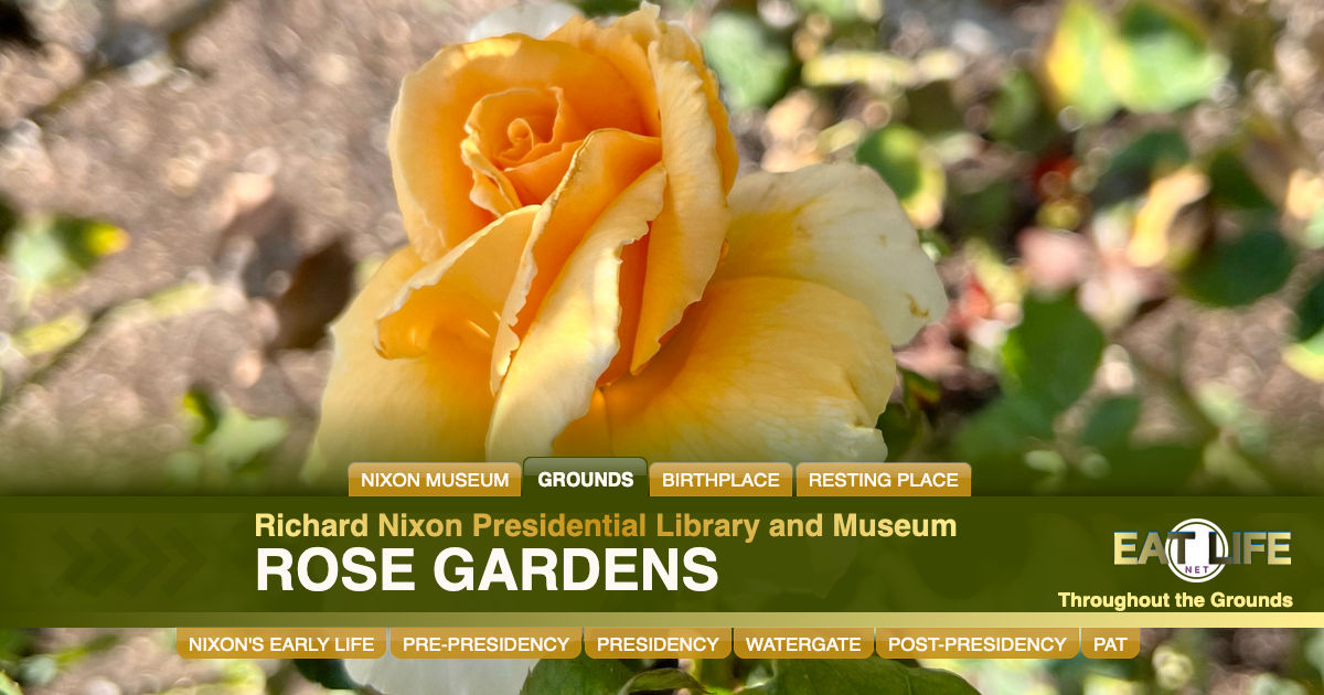 Rose Gardens