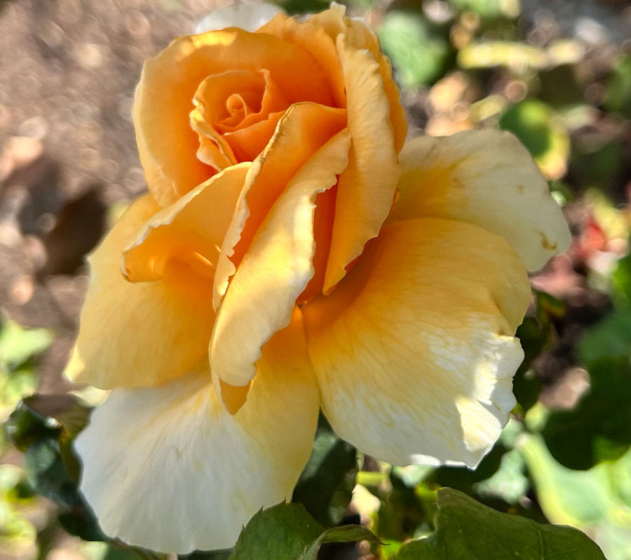 Rose Gardens