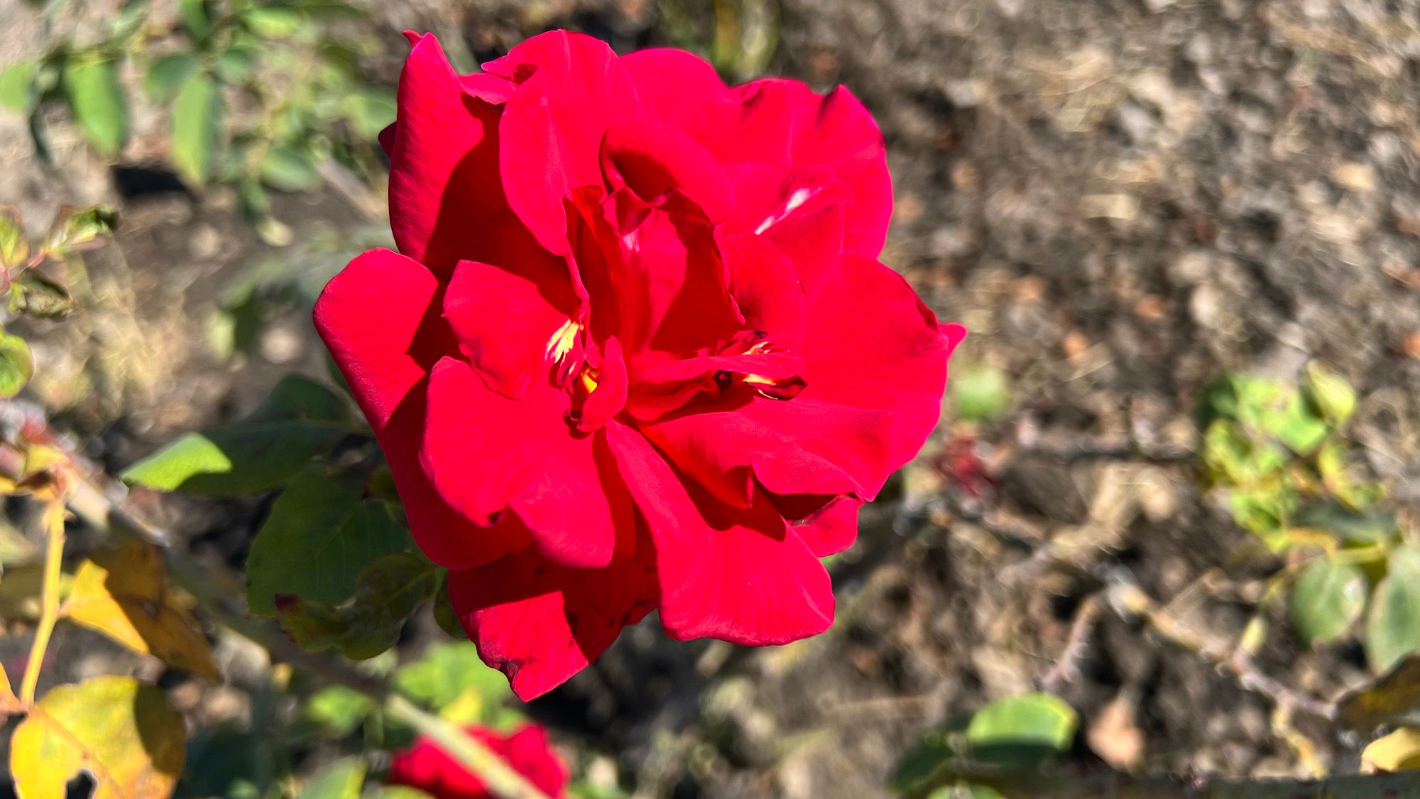 Replica of the White House South Lawn Flower