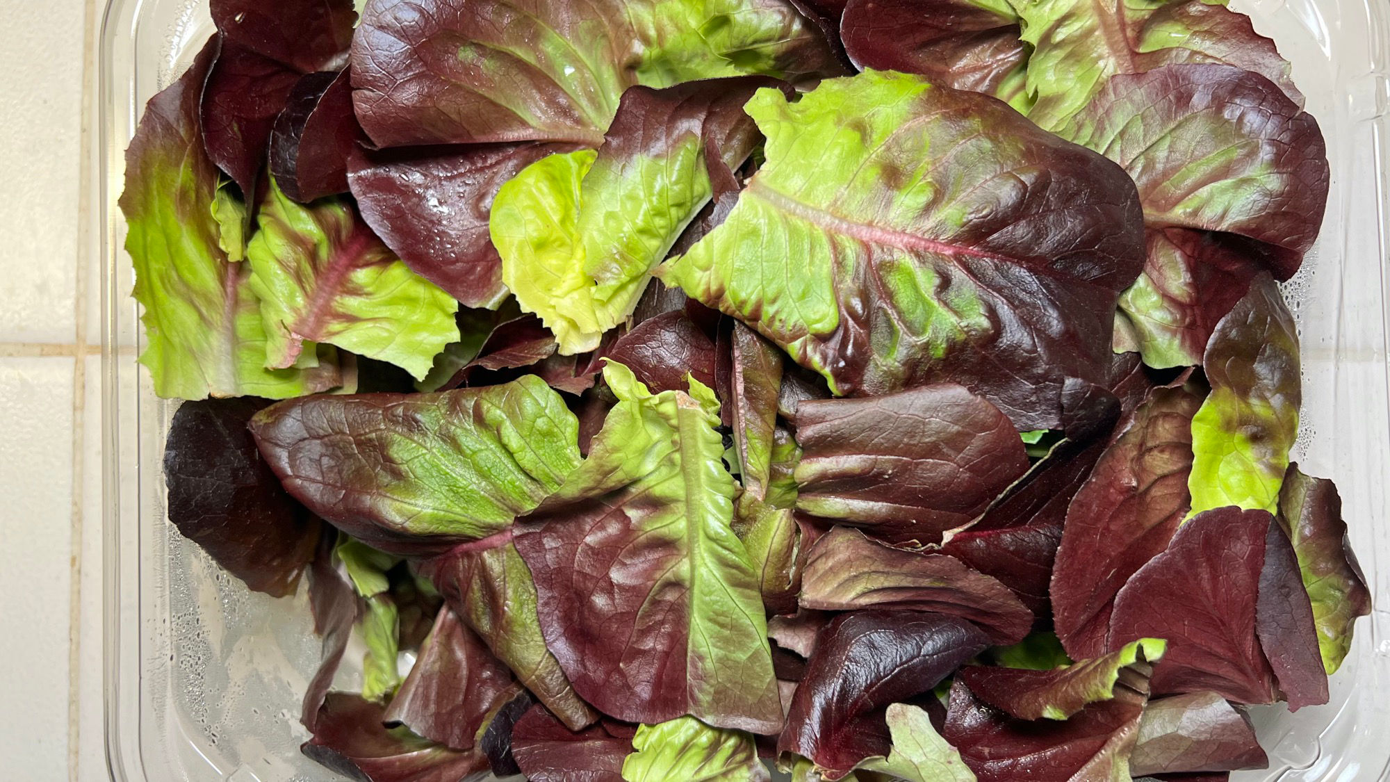 Slimy Lettuce Paper Towel Slimy