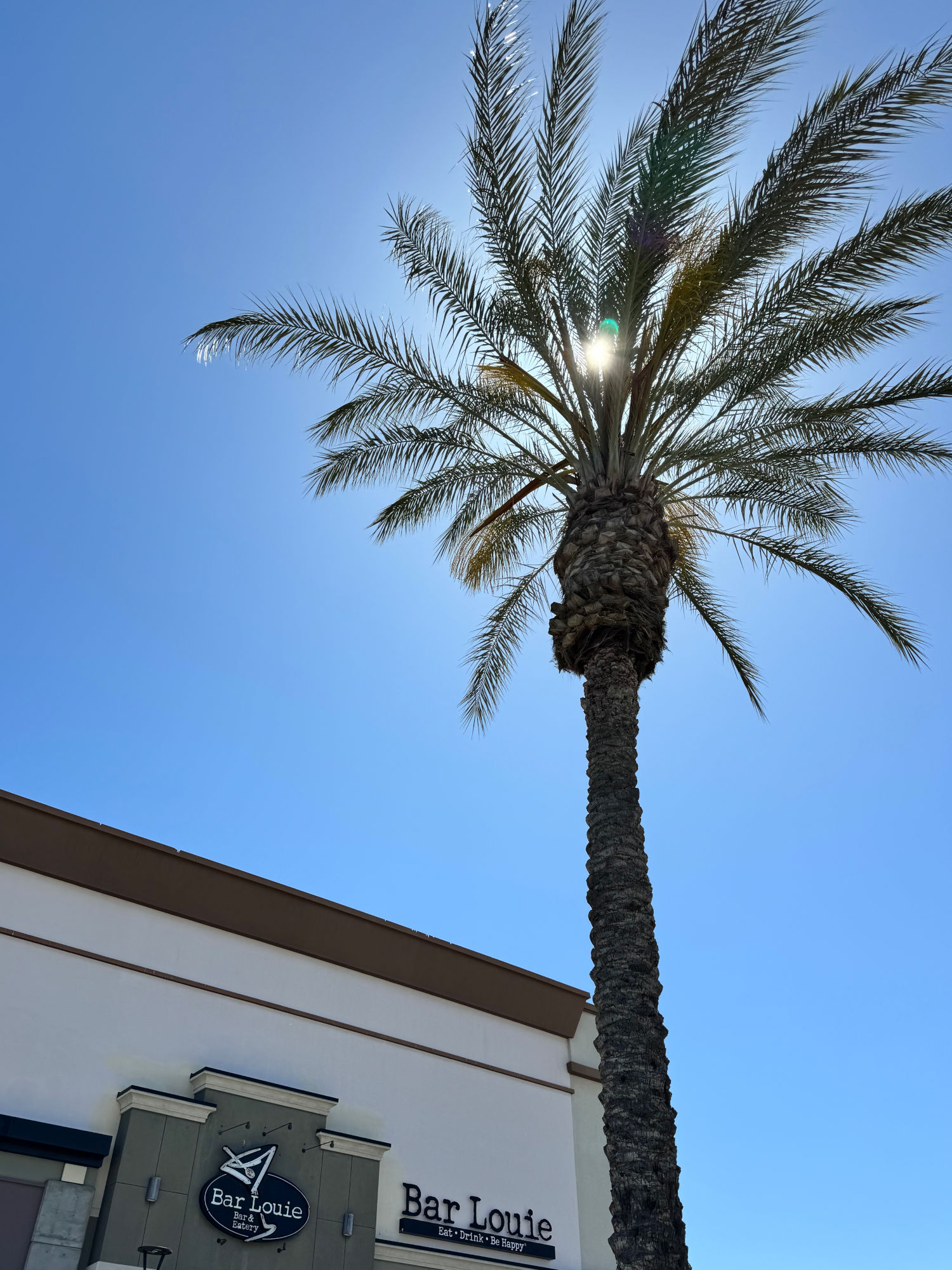 Bar Louie Palm Tree