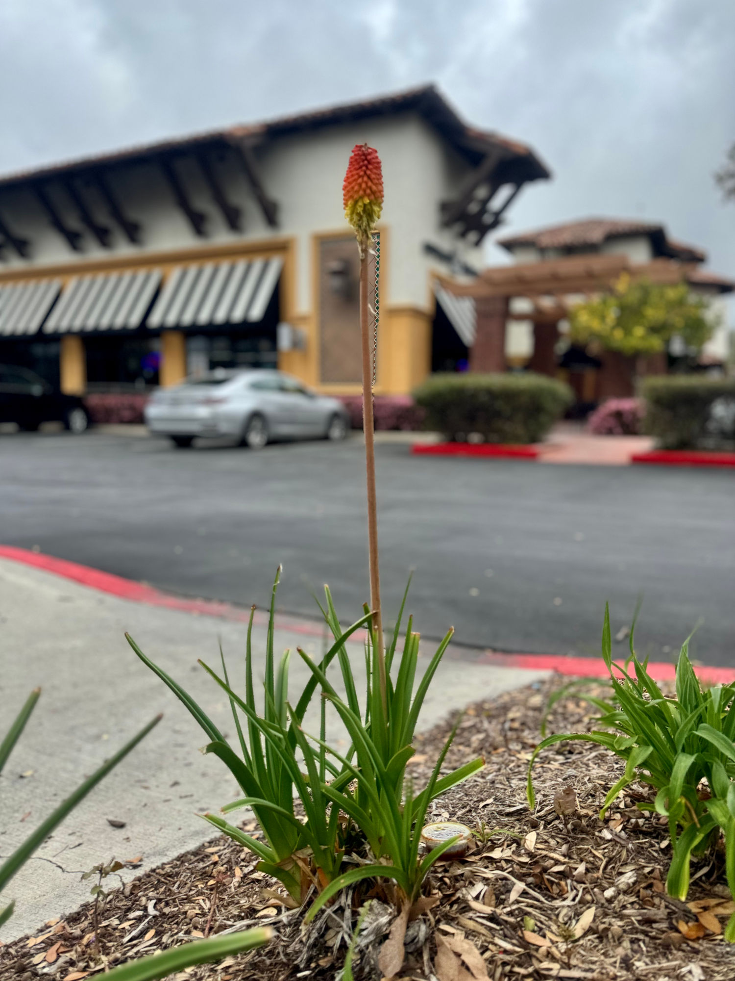 Aloe Corner Bakery Cafe Aloe