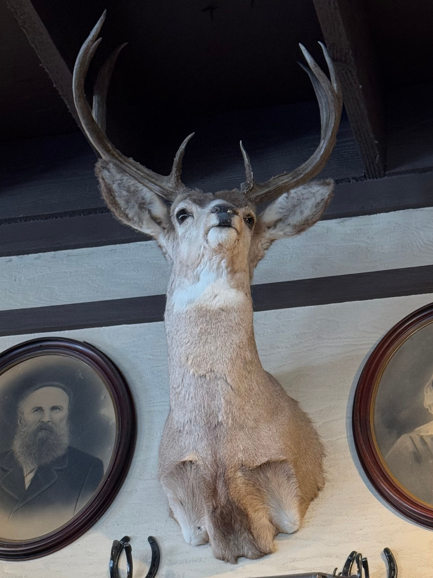 Deer Head Cracker Barrel Deer Head