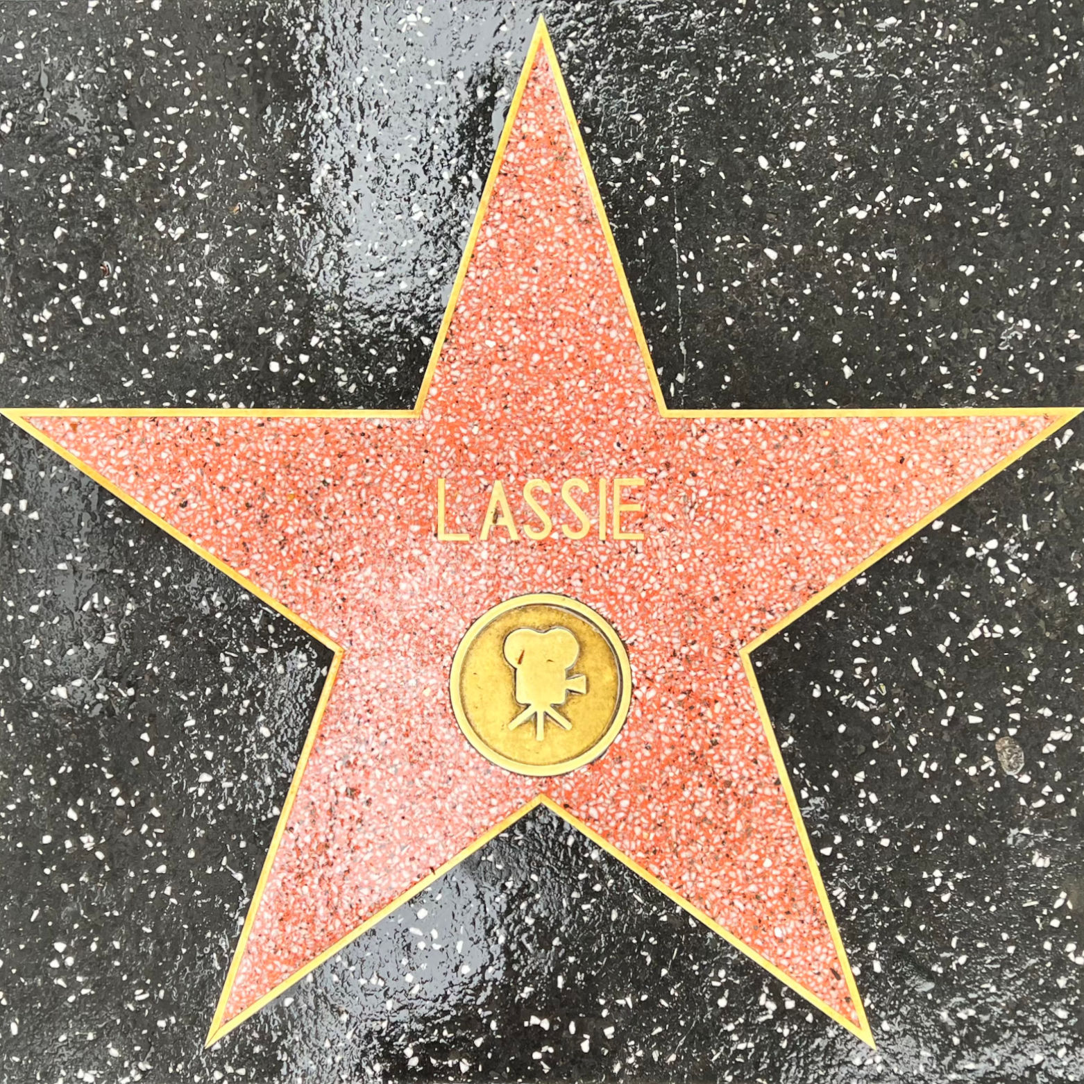 Lassie's Motion Pictures Star