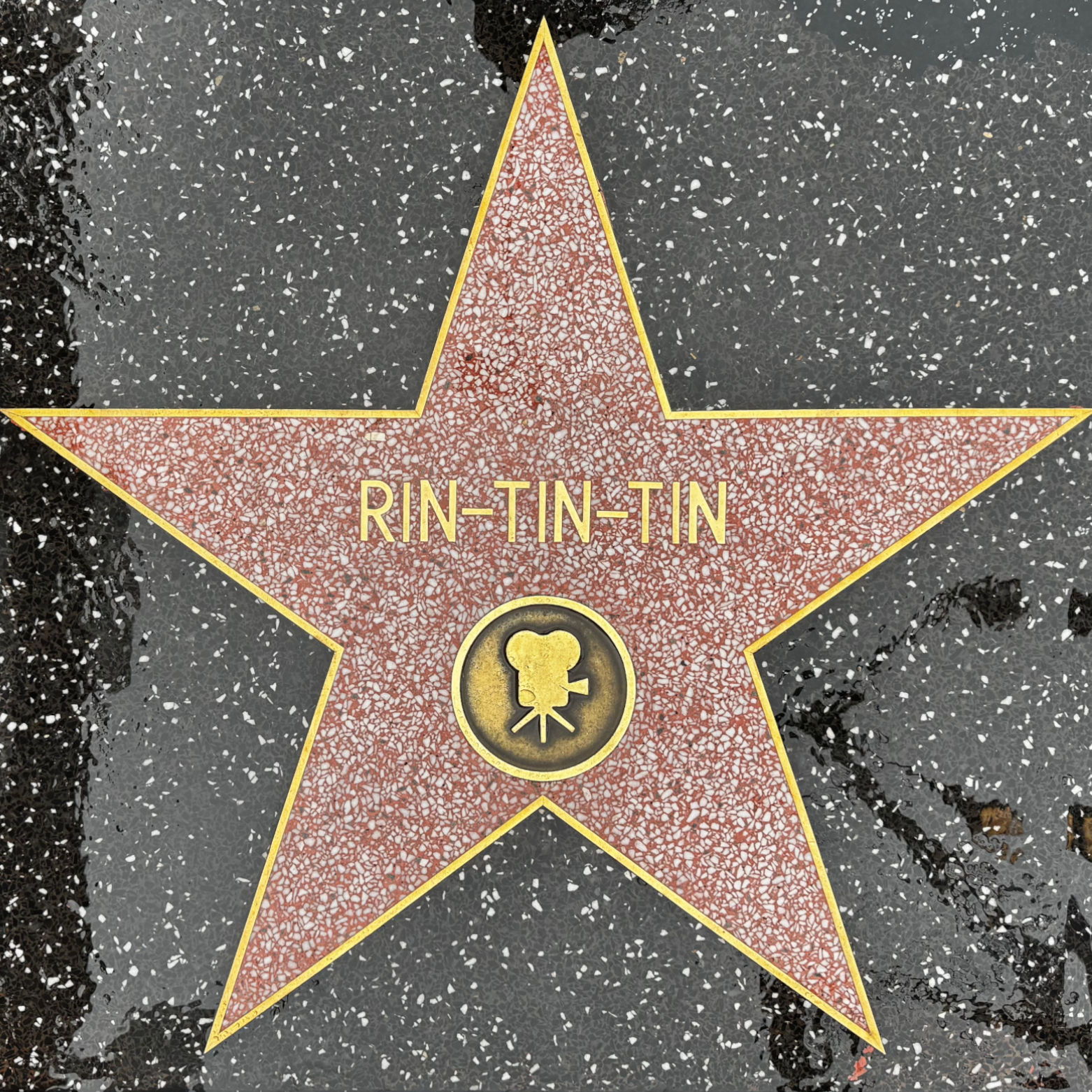 Rin Tin Tin's Motion Pictures Star Rin Tin Tin's Motion Pictures Star