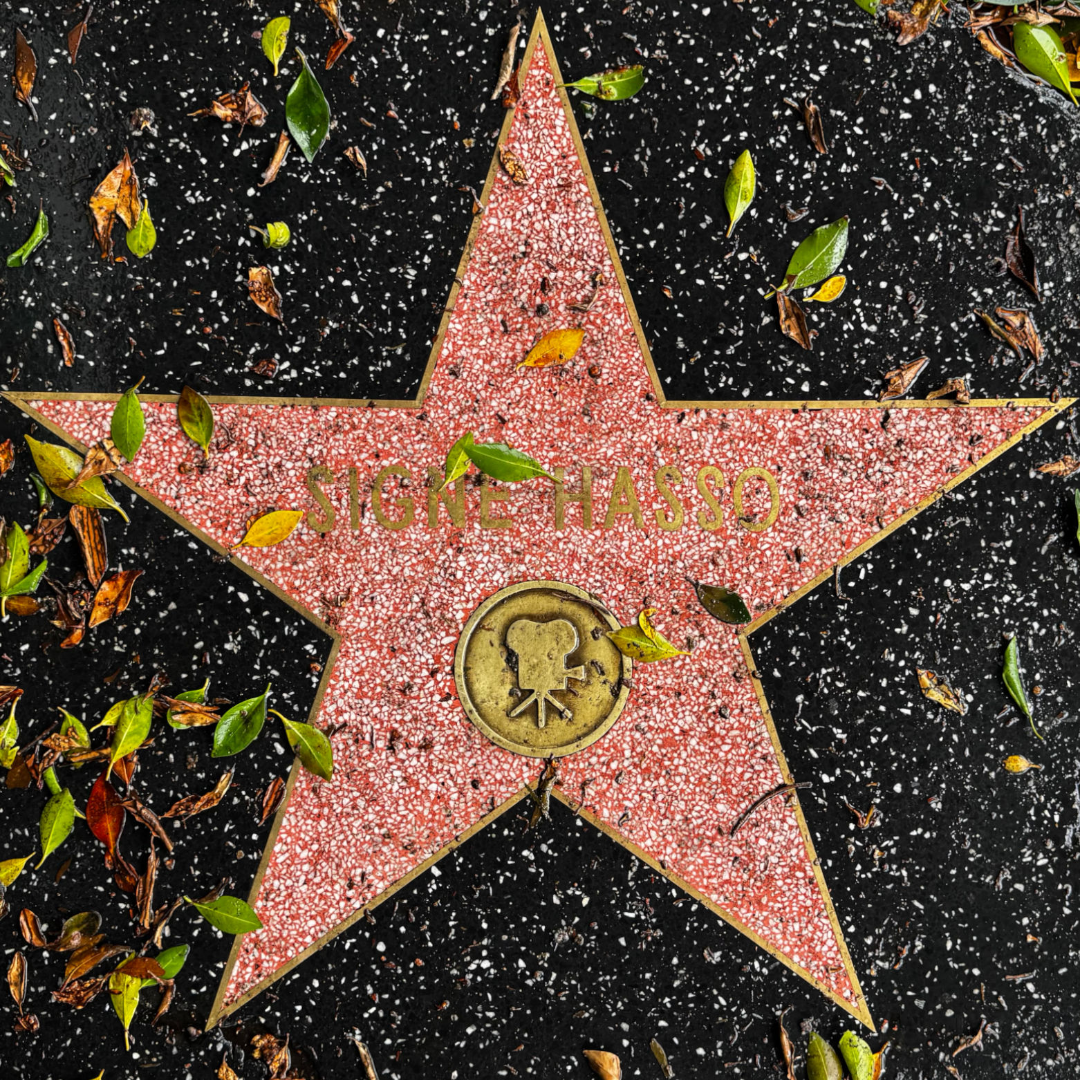 Signe Hasso's Motion Pictures Star Signe Hasso's Motion Pictures Star