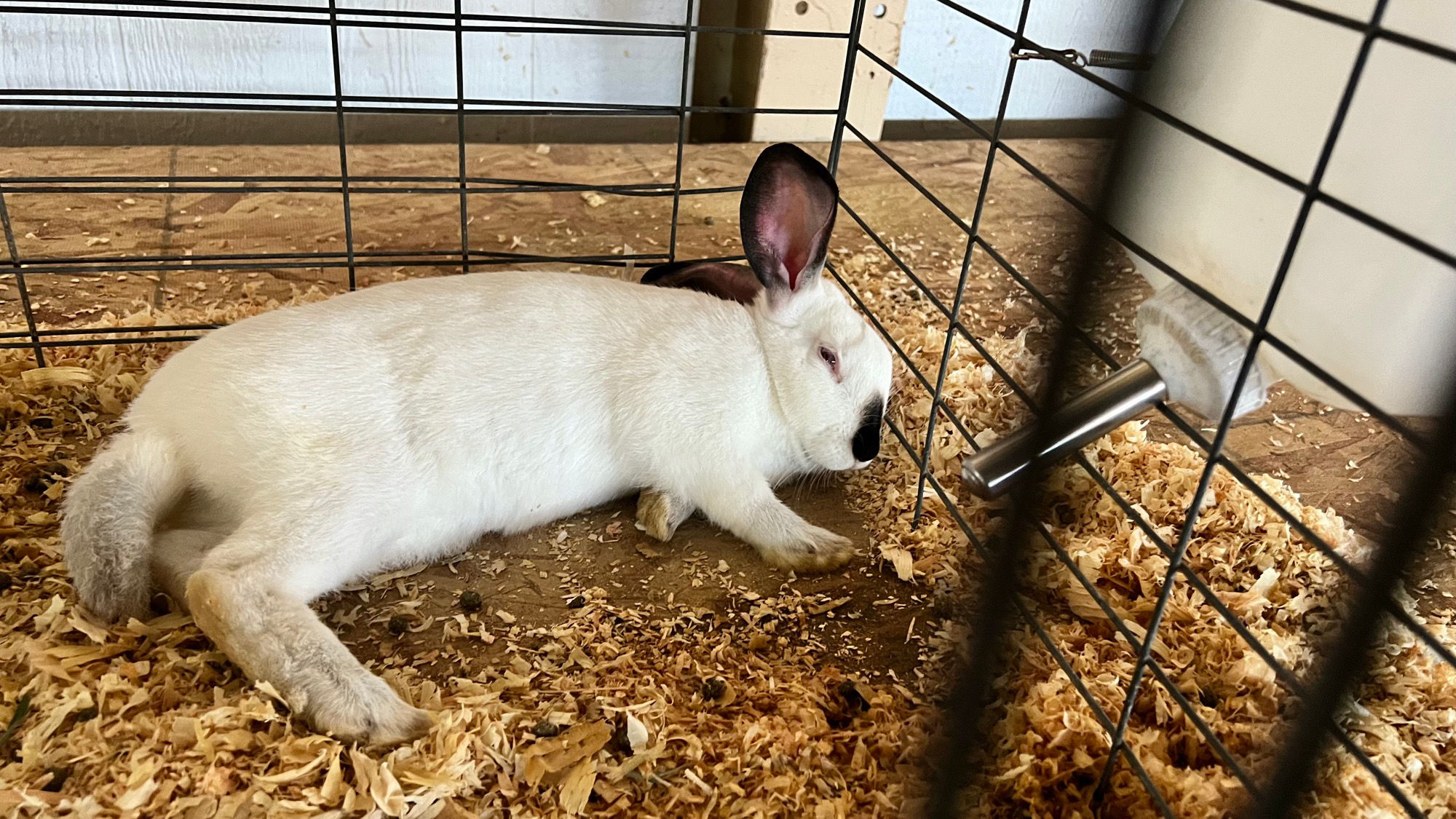 Uncle Leo's Barn Market Rabbit
