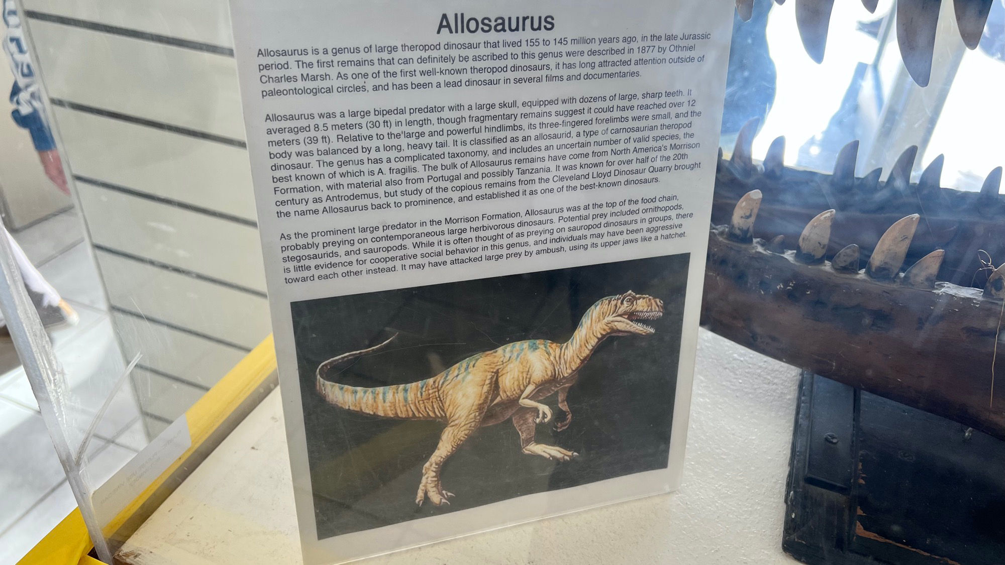 Allosaurus Allosaurus
