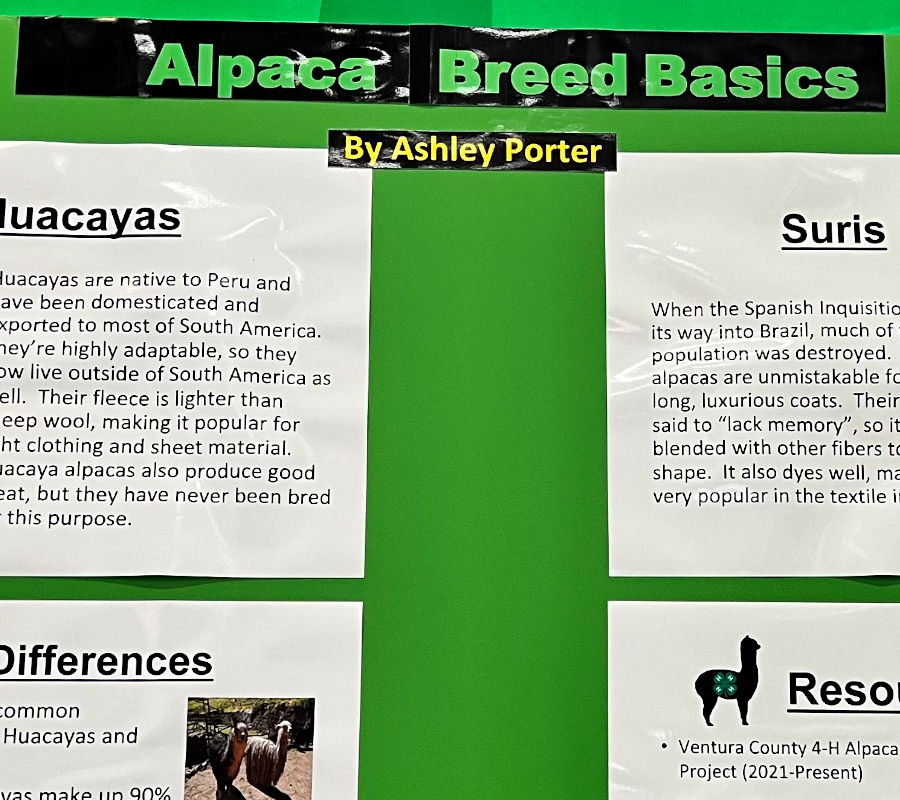 Alpaca Breed Basics