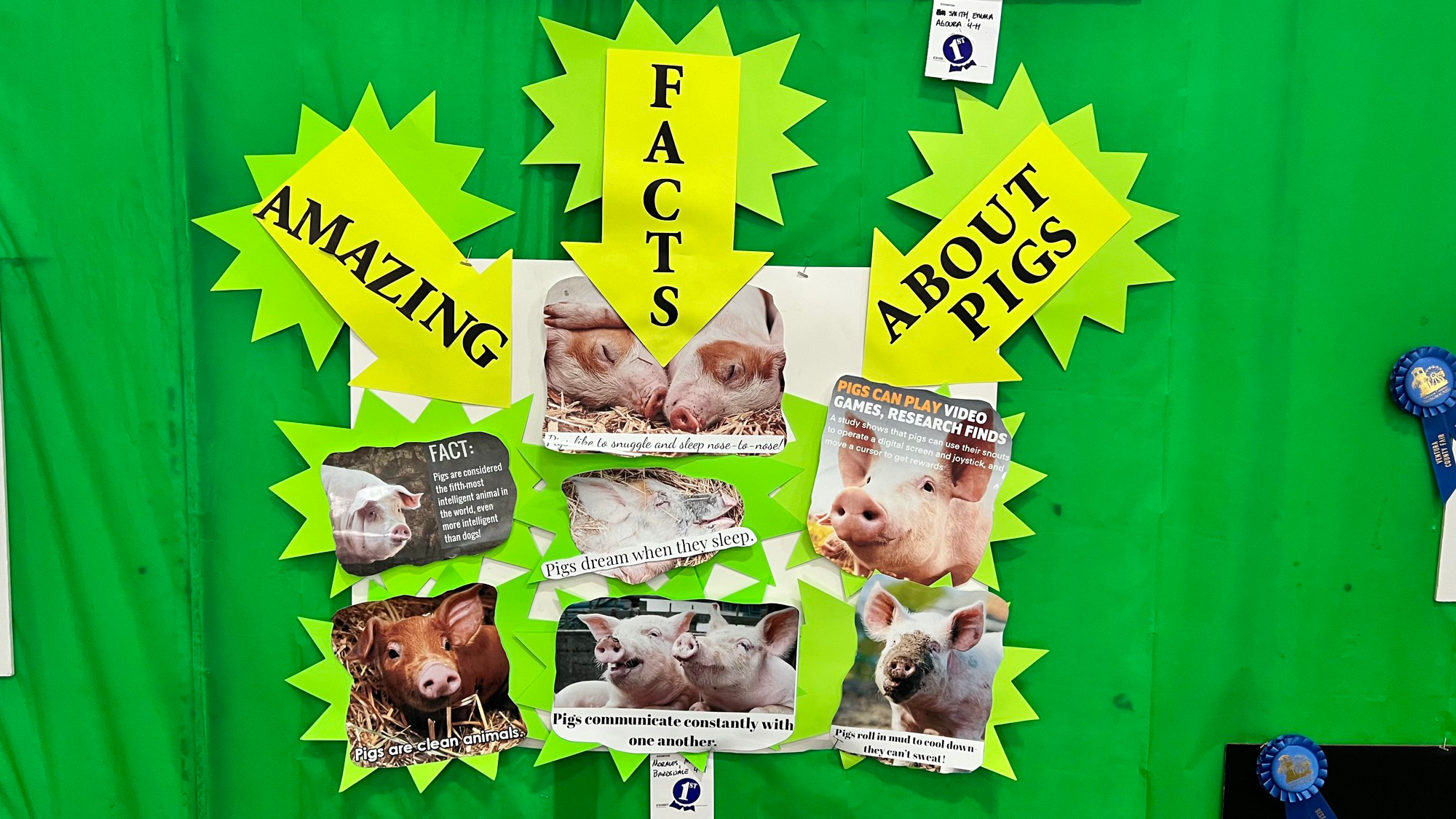 Amazing Facts About Pigs