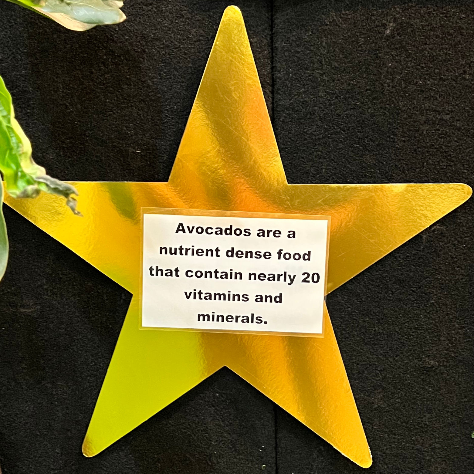 Nutrient Dense Avocados Nutrient Dense