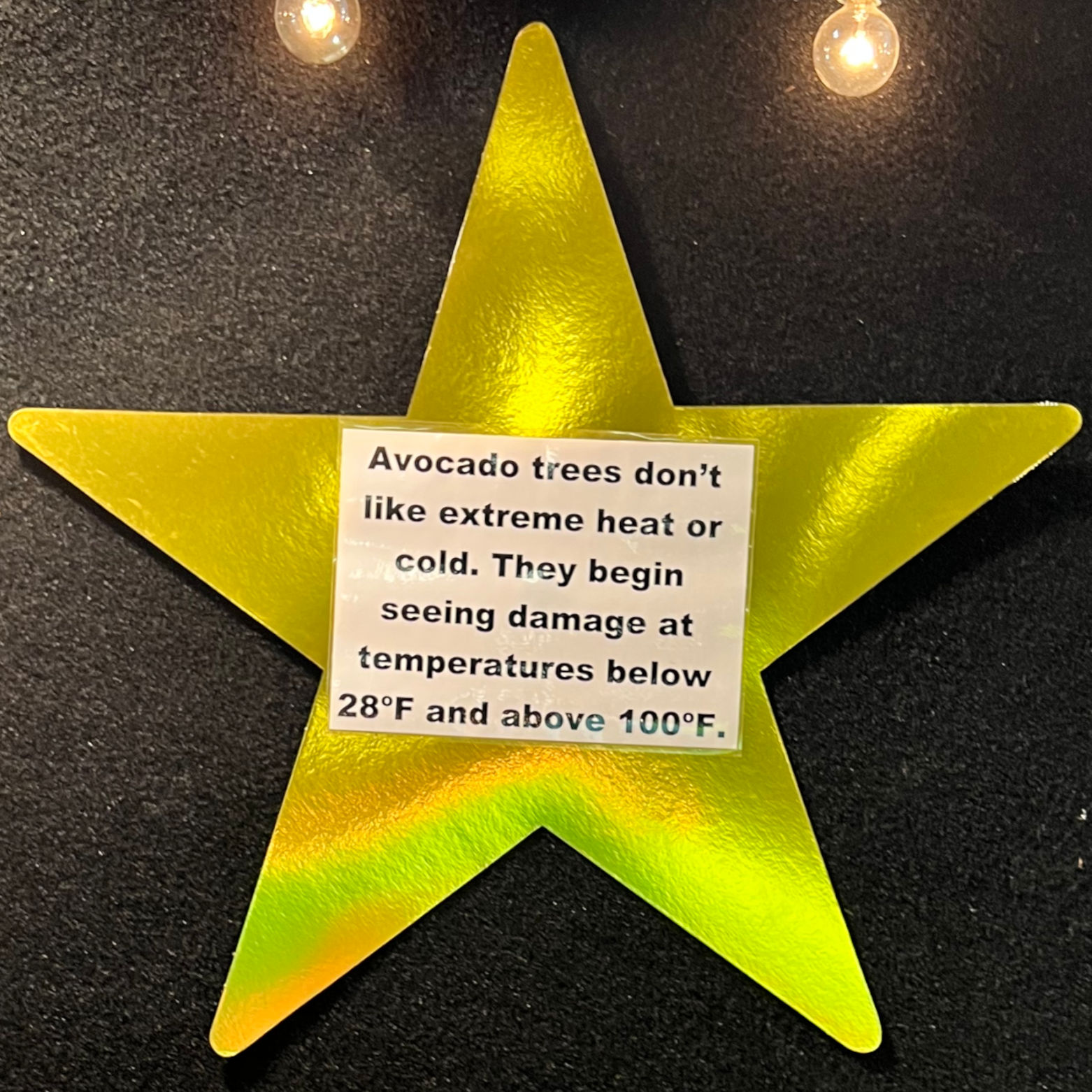 Trees Temperature Avocados Trees Temperature