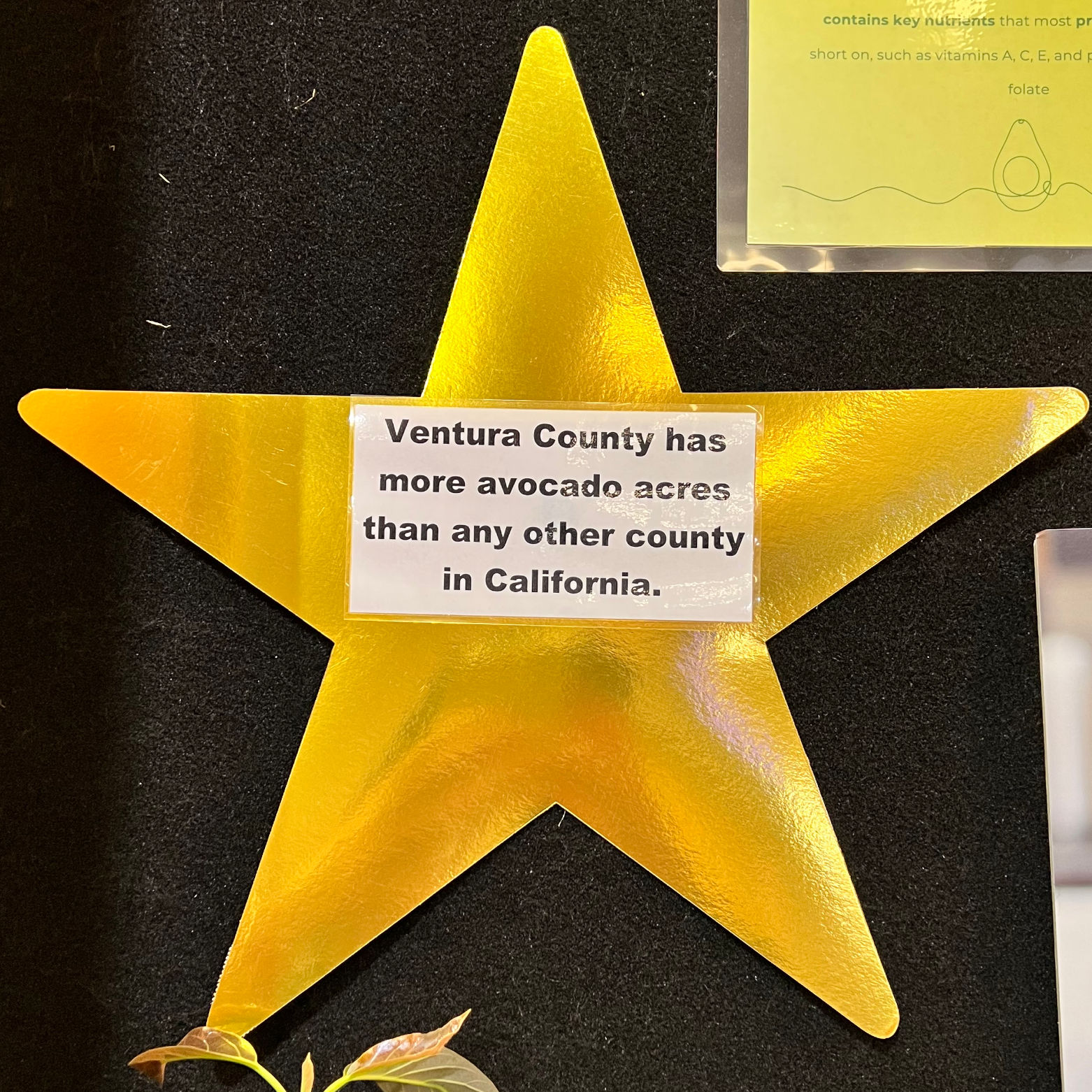 Ventura County Avocados Ventura County