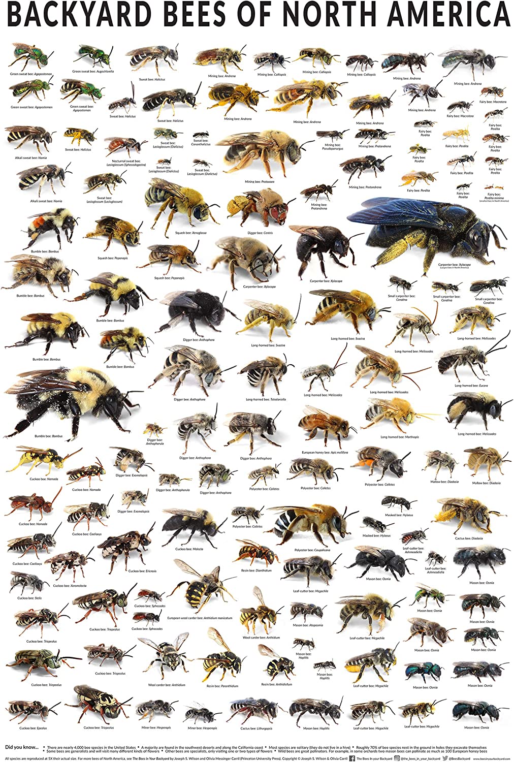 Backyard Bees Of North America: on Amazon