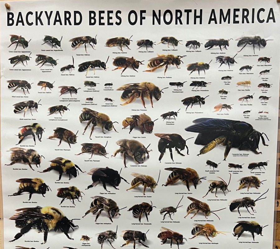 Backyard Bees of North America