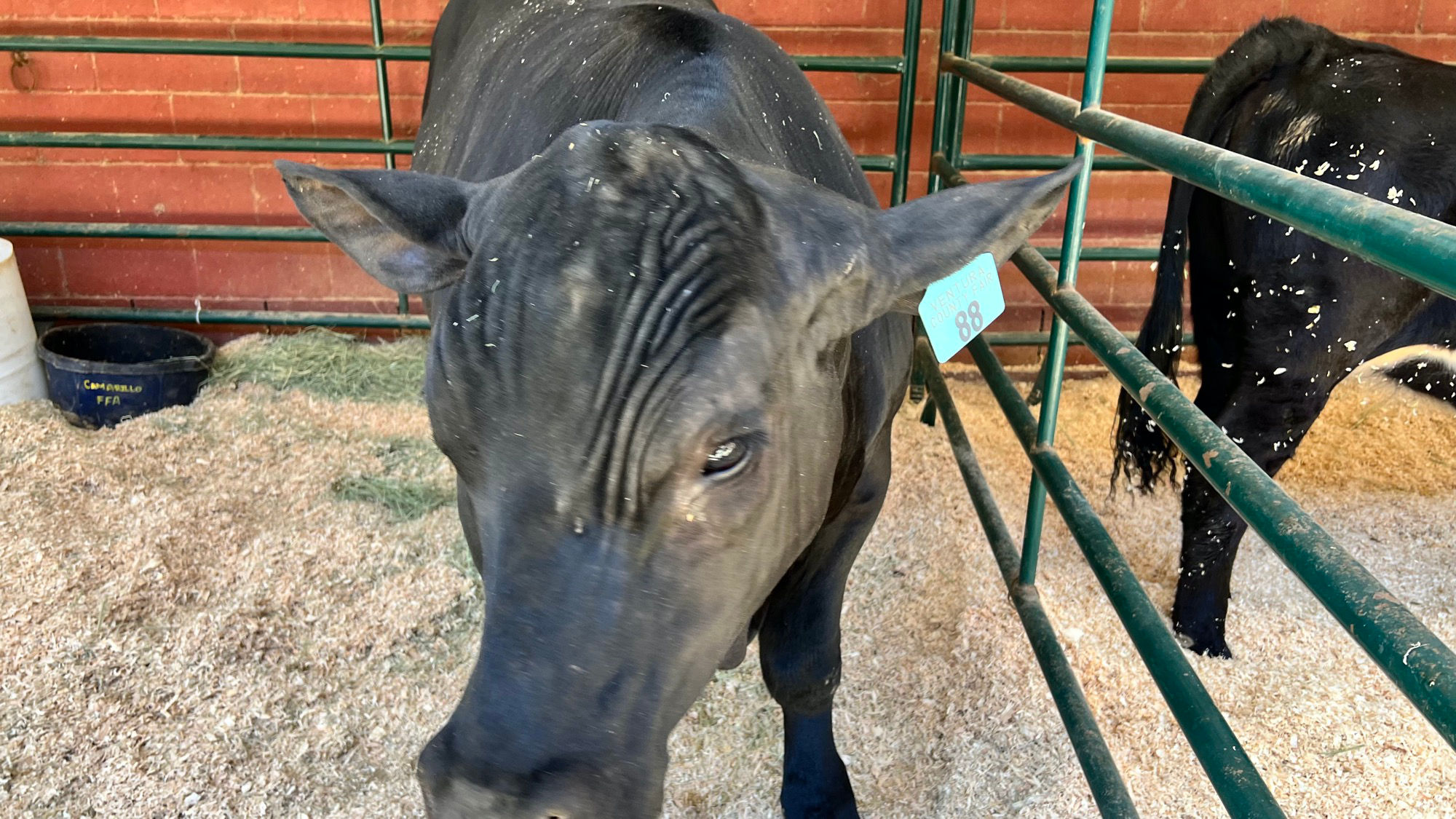 Beef Market Steers