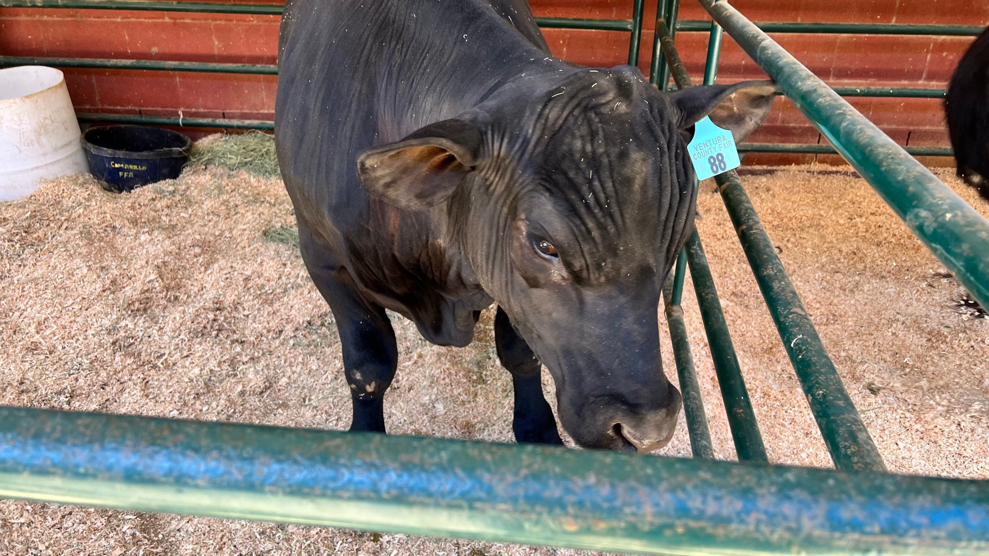 Beef Market Steers