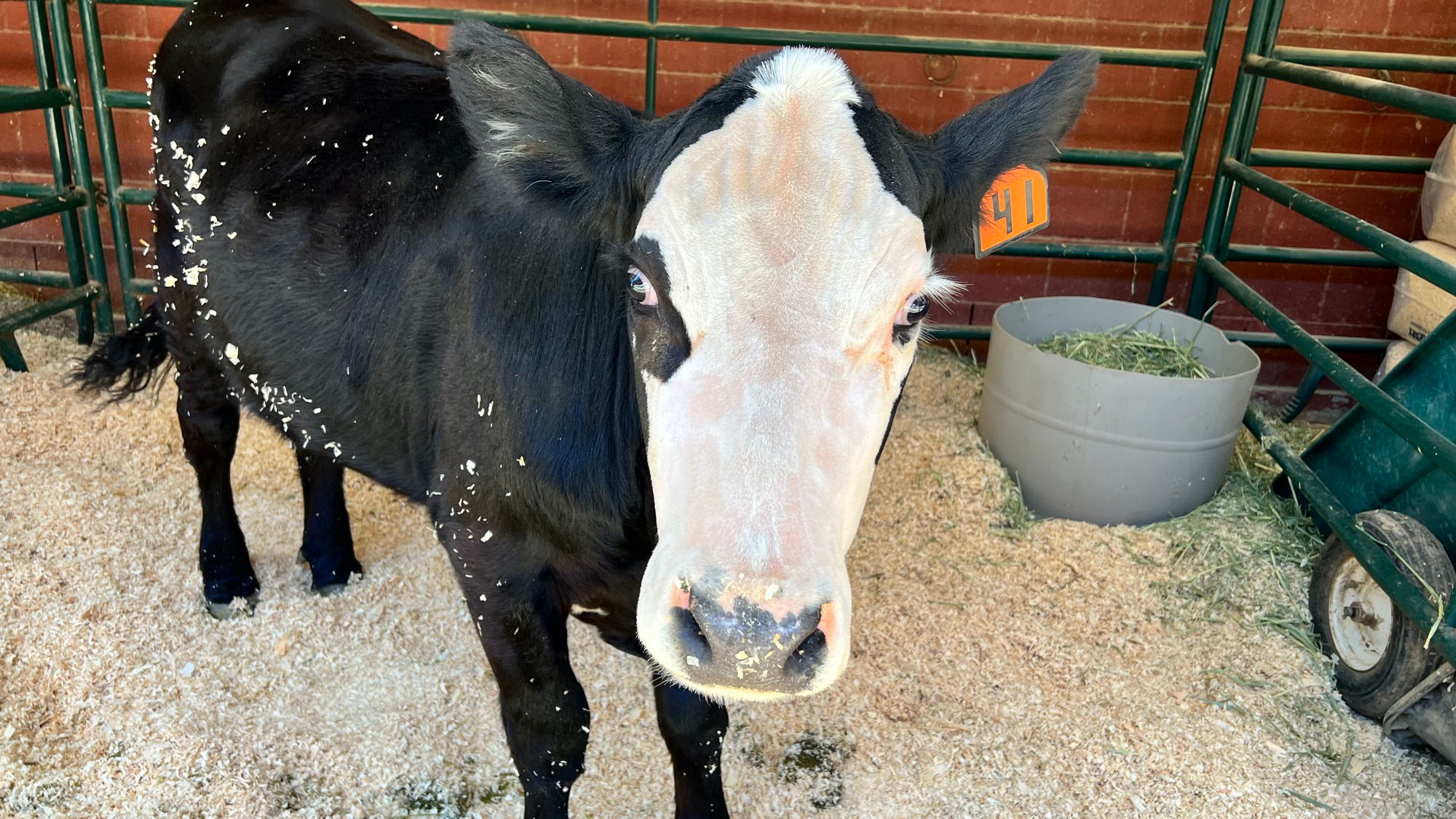 Beef Market Steers