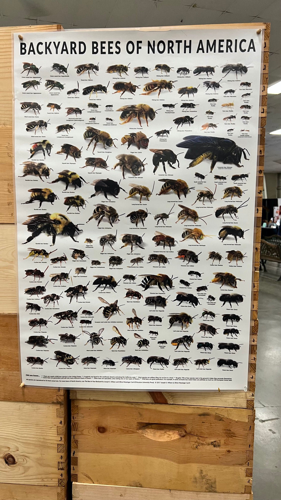 Backyard Bees Beekeepers Association Backyard Bees