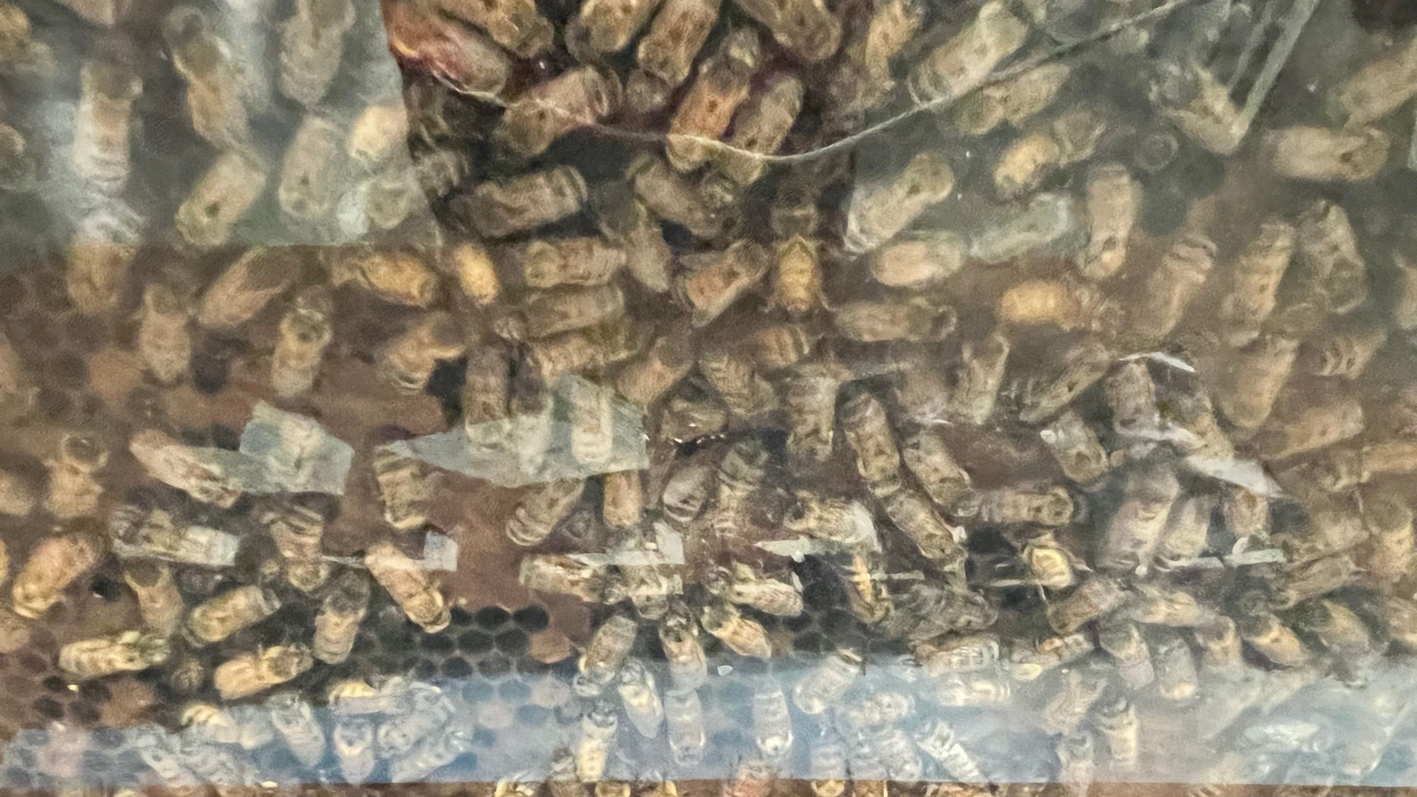 Beekeepers Association Bee Hive