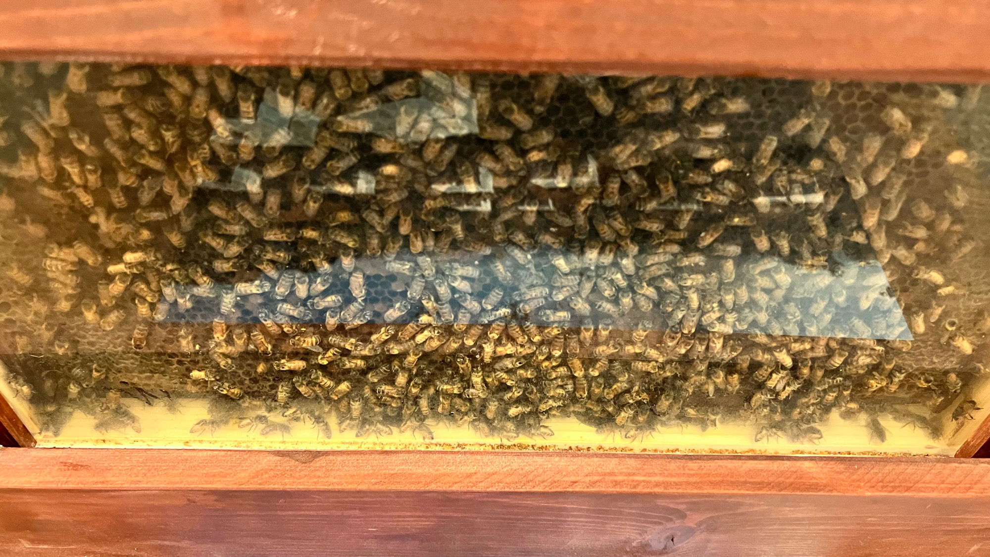 Beekeepers Association Bee Hive