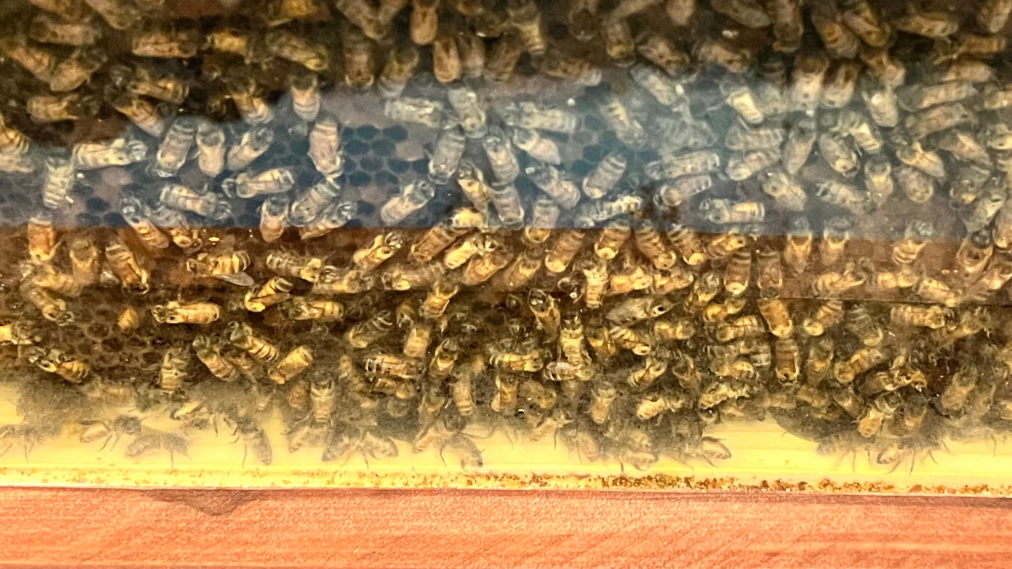 Beekeepers Association Bee Hive