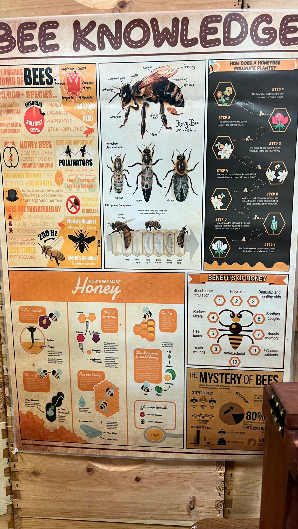 Bee Knowledge Beekeepers Association Bee Knowledge