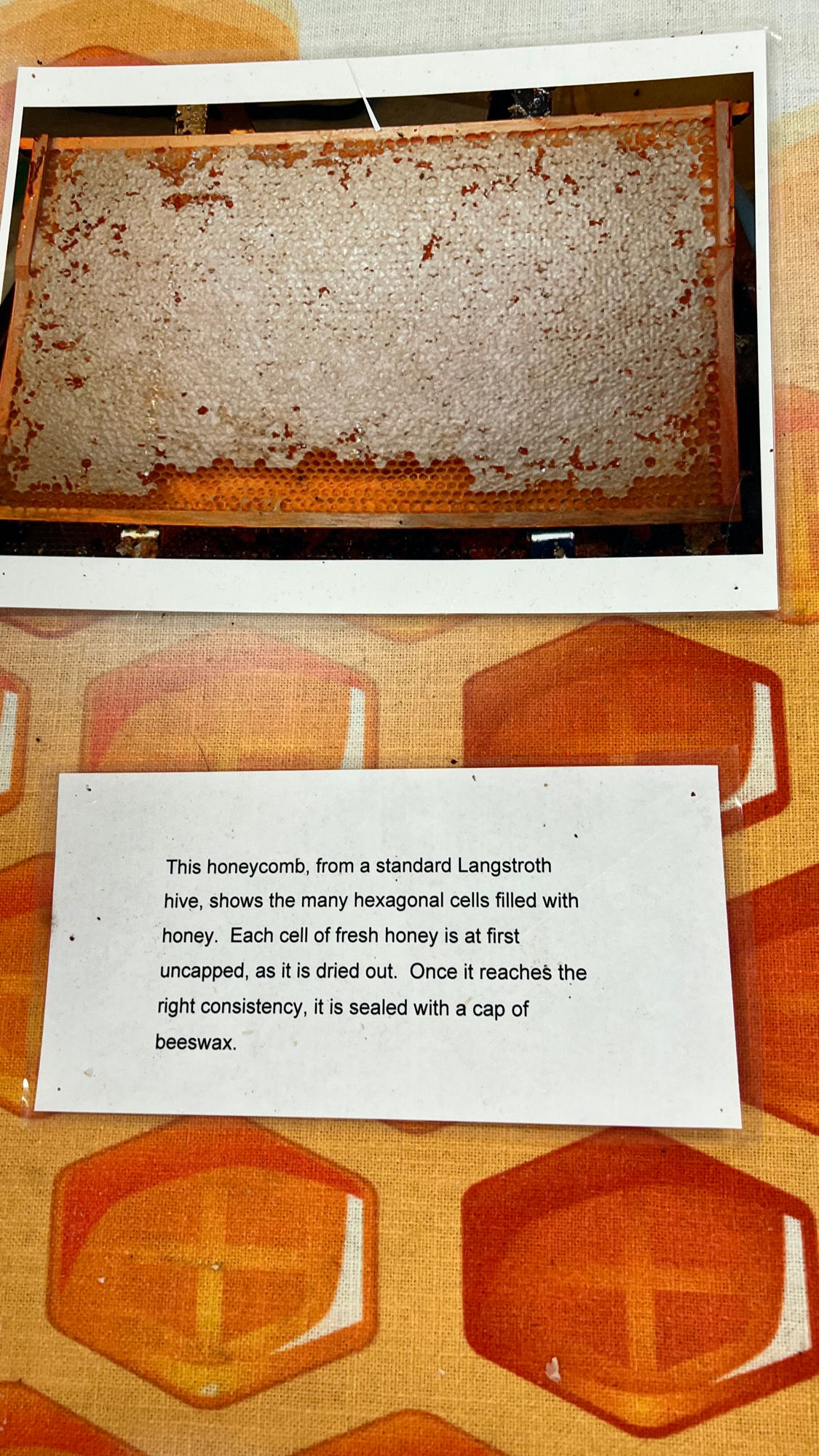 Beekeepers Association Hexagonal Cells