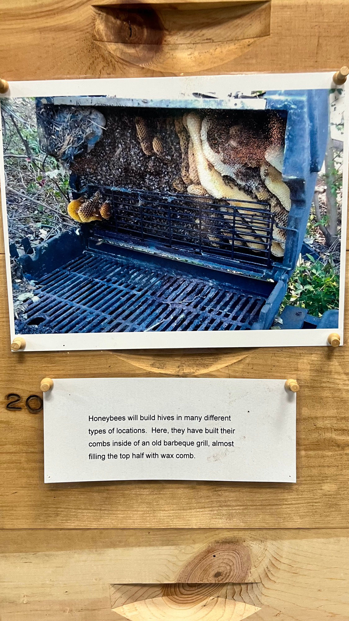 Wax Comb Beekeepers Association Wax Comb
