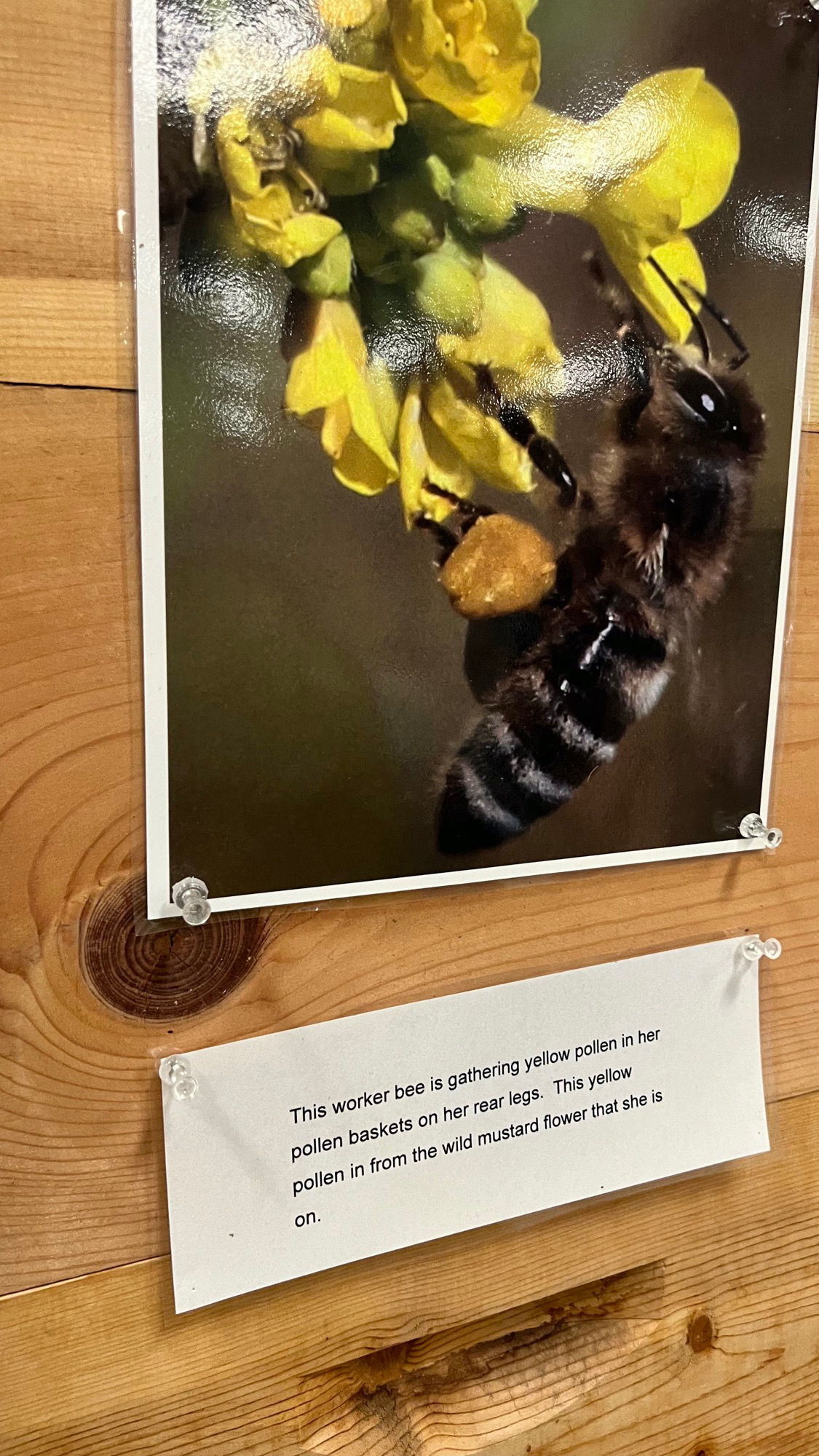 Worker Bee Beekeepers Association Worker Bee