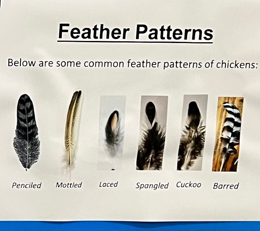 Feathertastic Facts