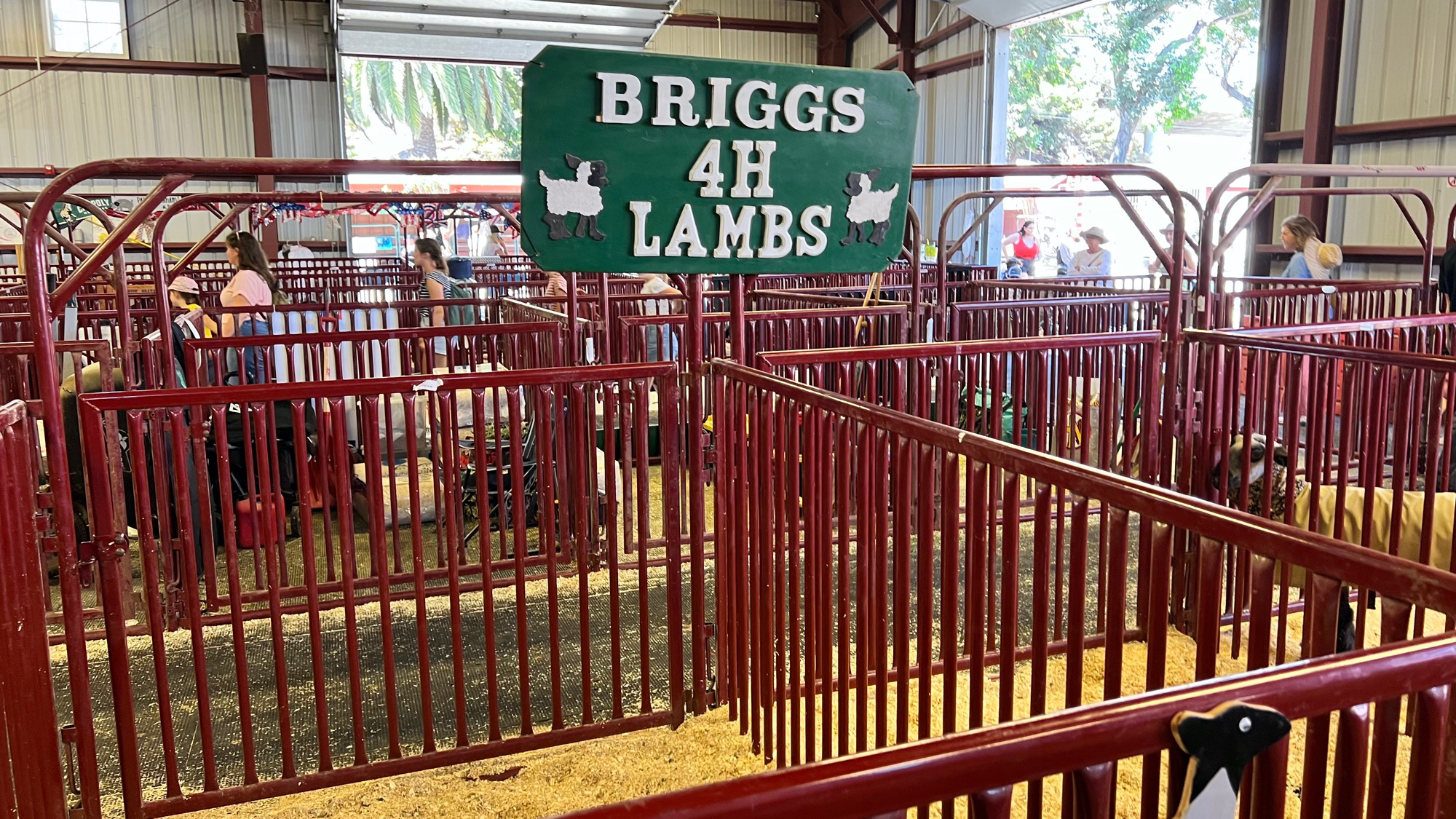 Briggs 4H Lambs