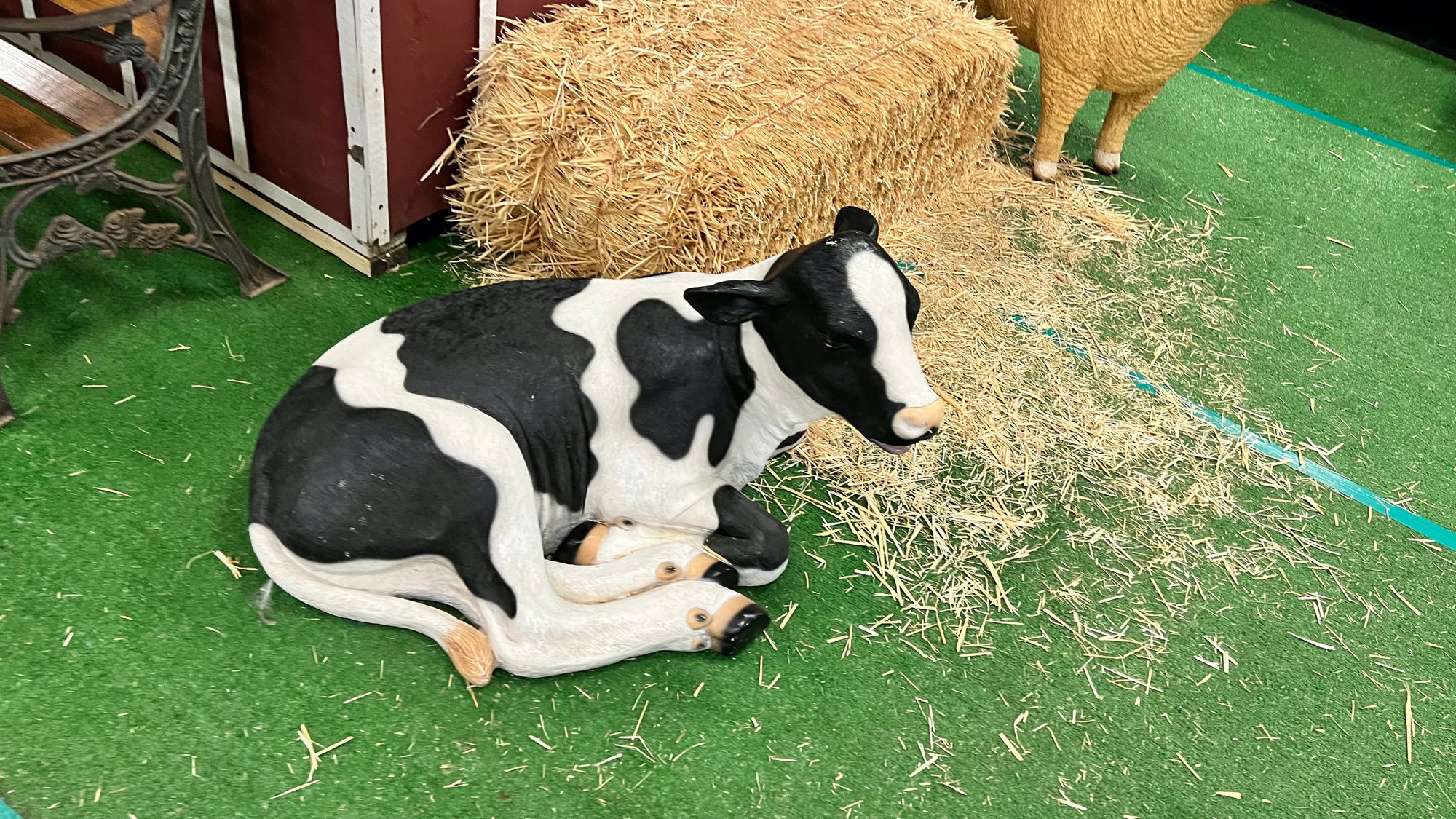 CA Women for Agriculture Cow