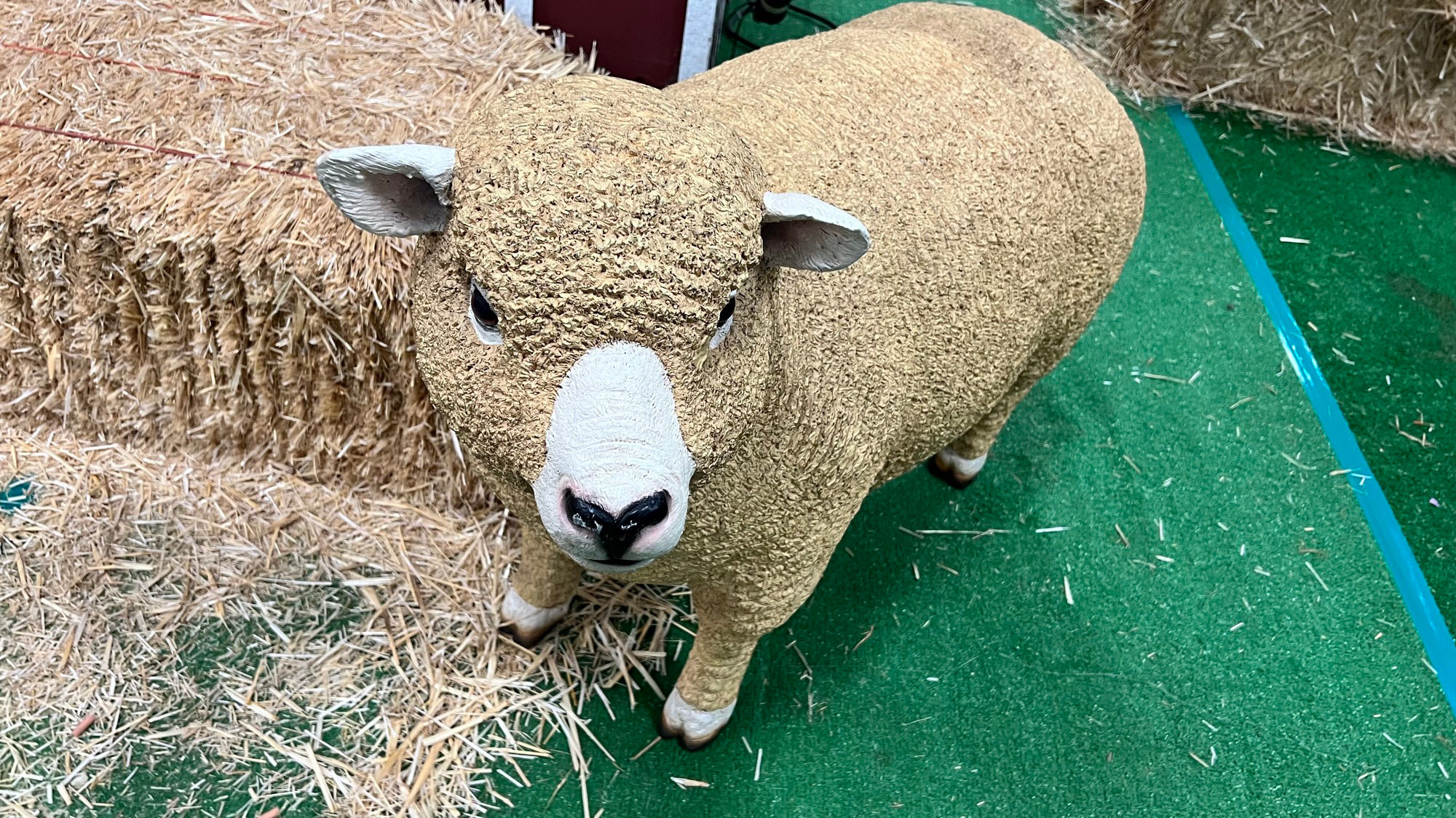 CA Women for Agriculture Sheep