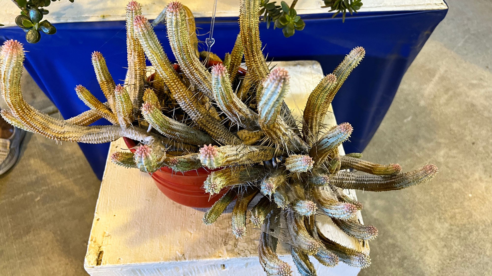 Cactus