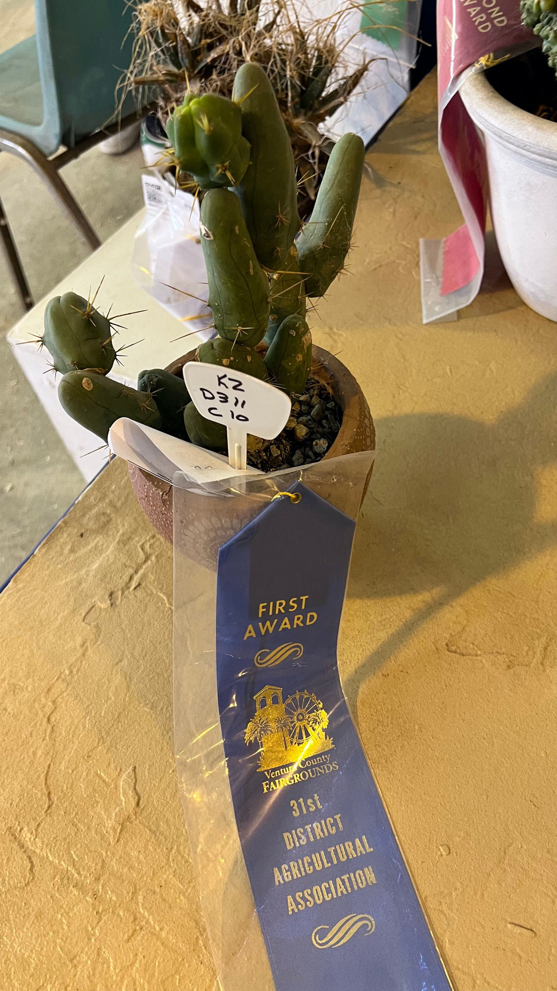 Cactus Cactus