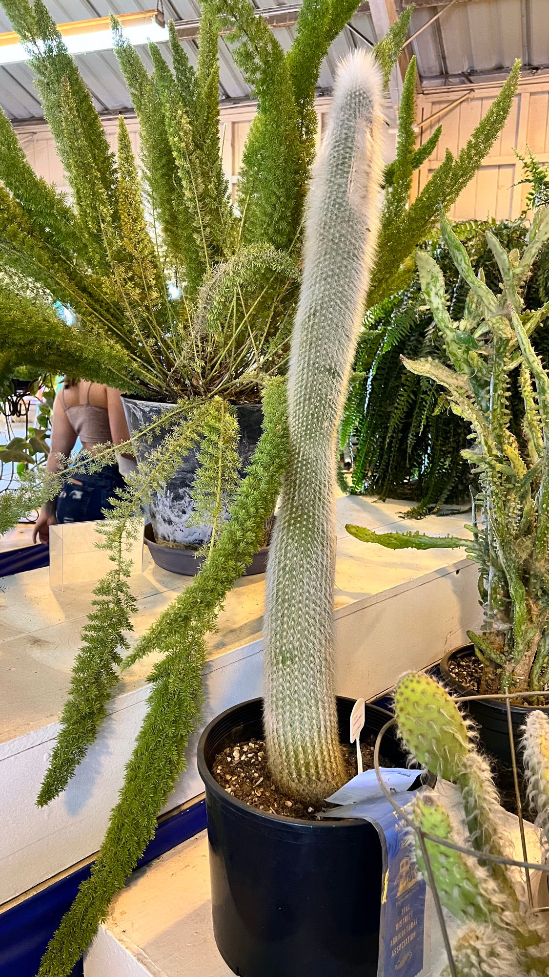 Cactus Cactus