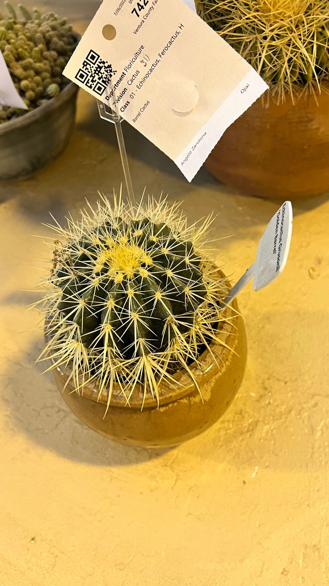 Barrel Cactus Barrel