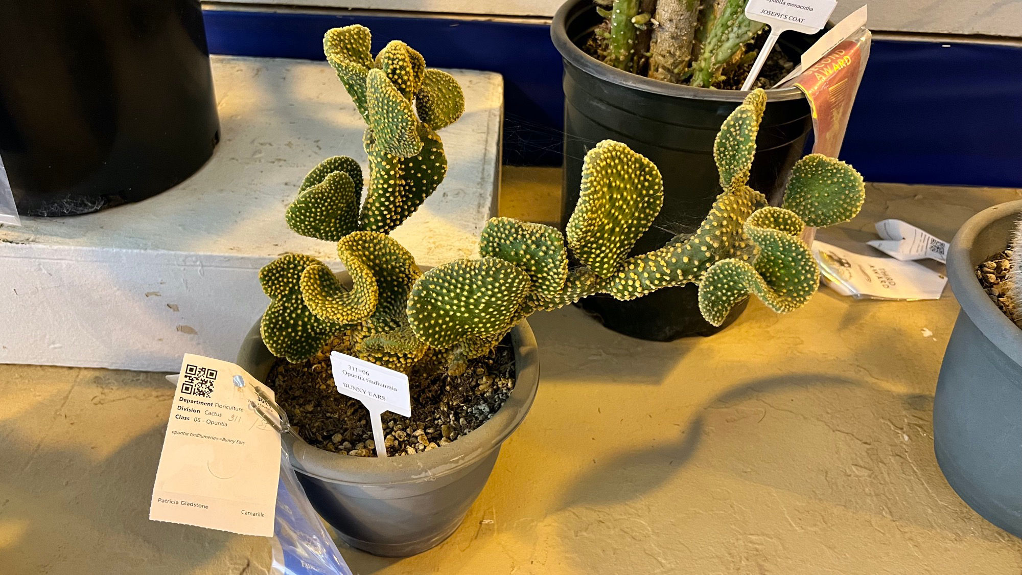 Bunny Ears Cactus Bunny Ears