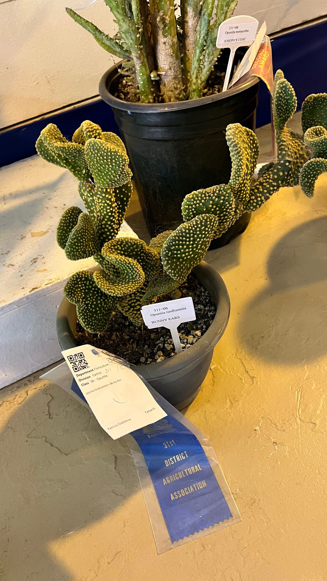 Bunny Ears Cactus Bunny Ears