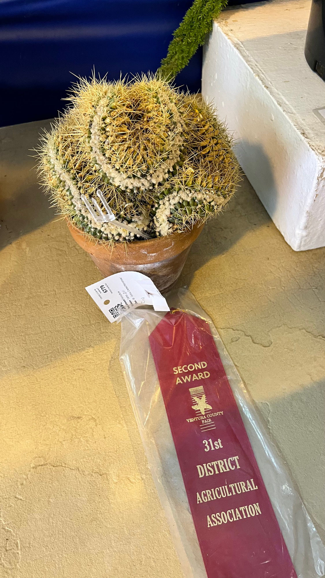 Crested Cactus Crested