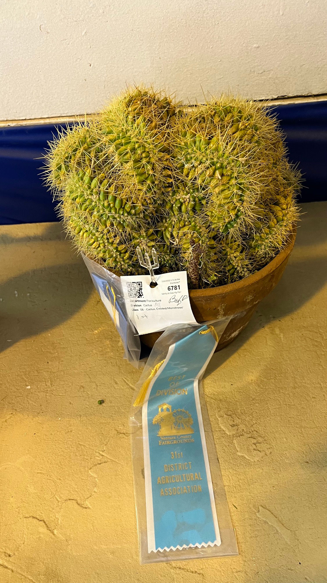 Crested Cactus Crested